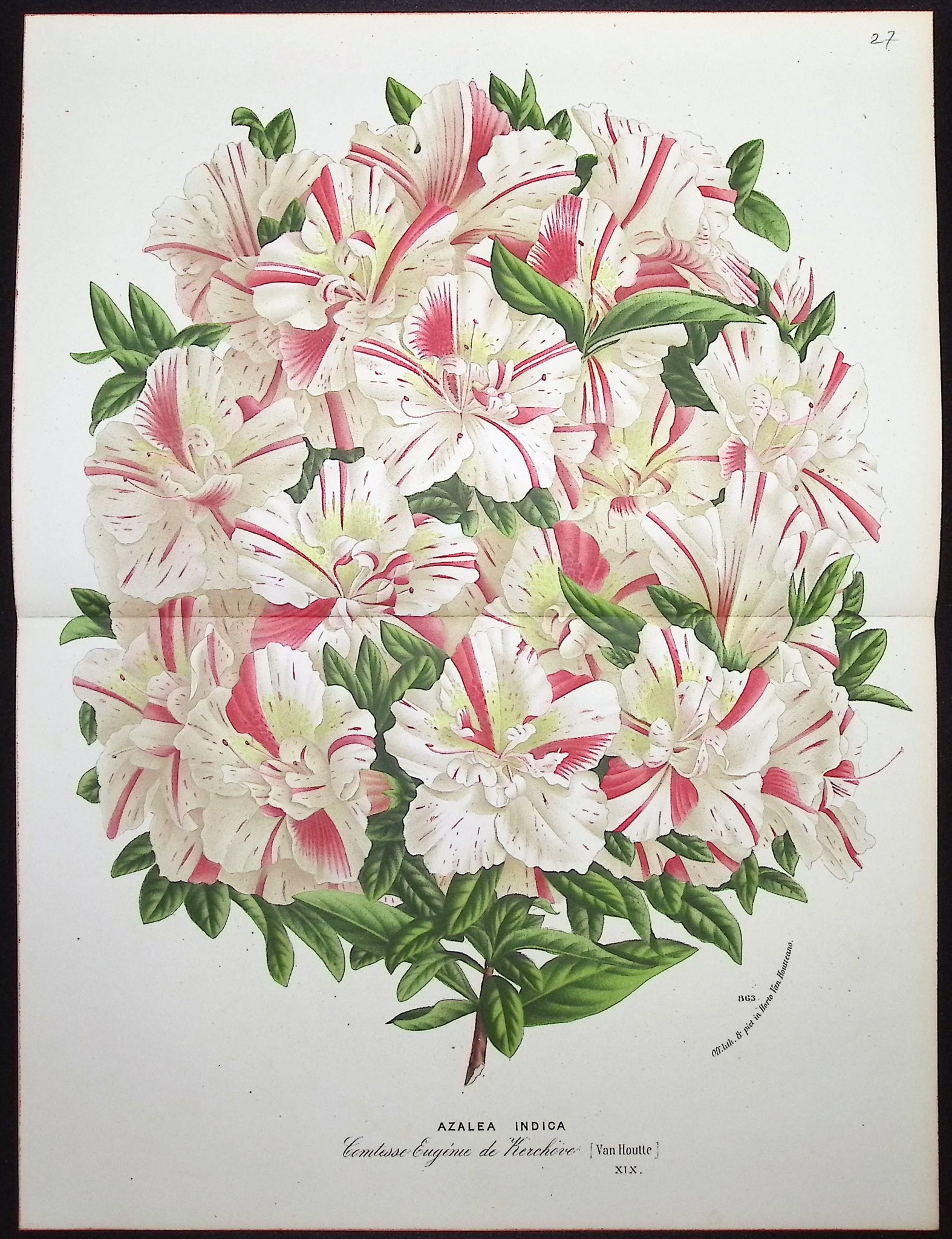 Azalea