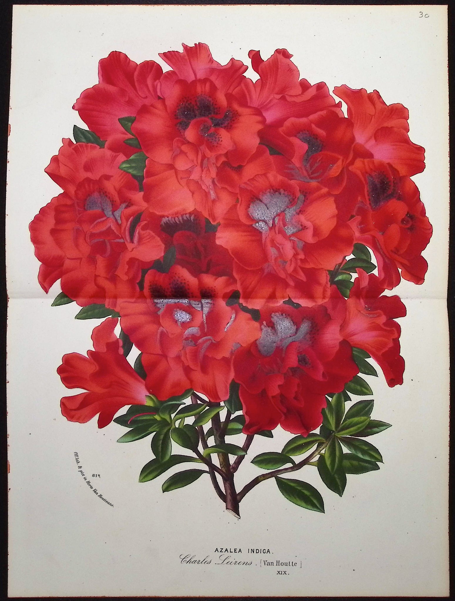 Azalea