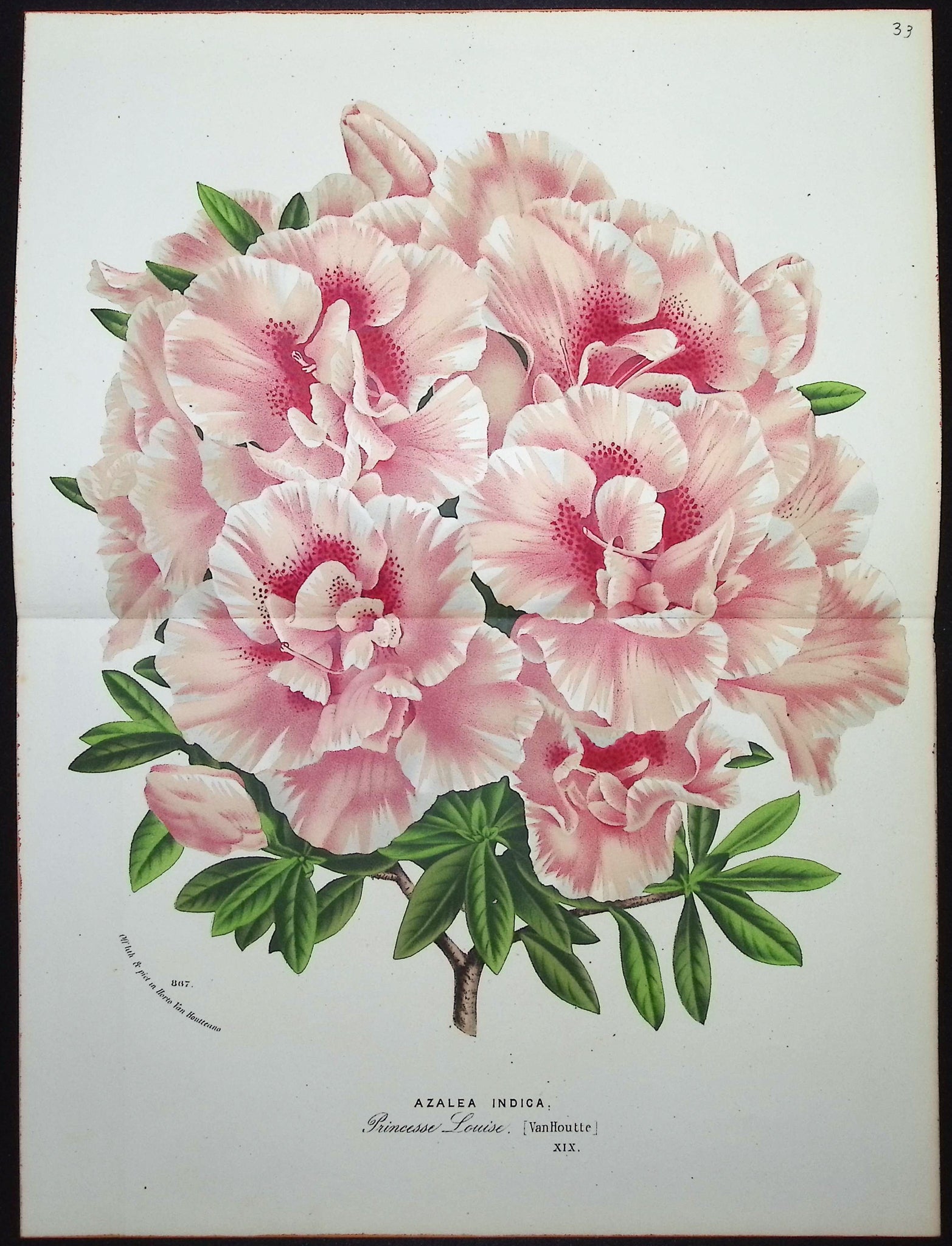 Azalea