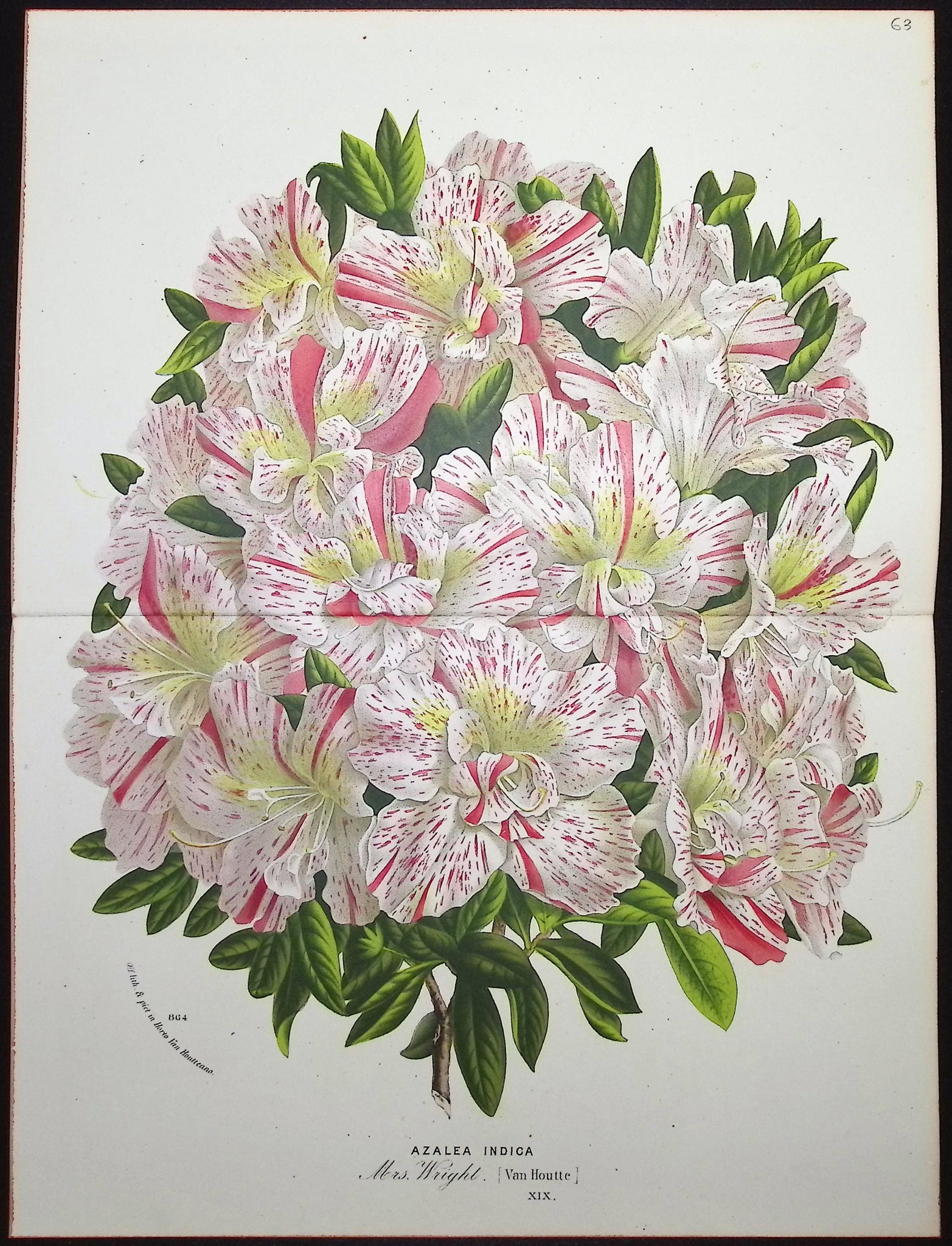 Azalea