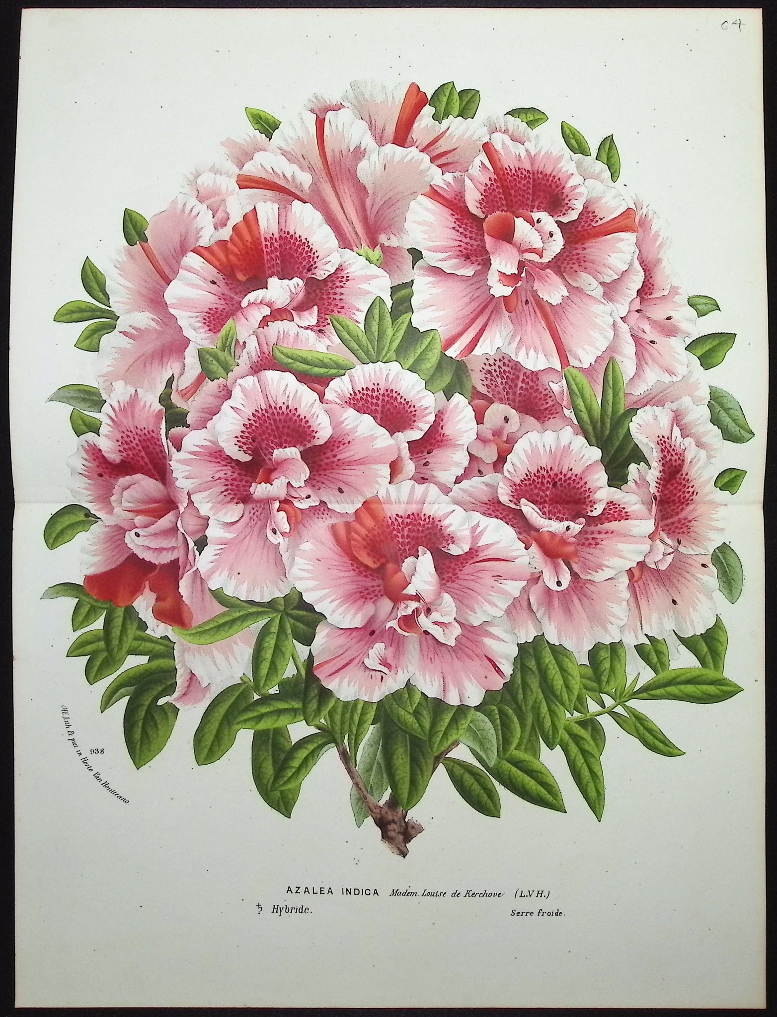 Azalea