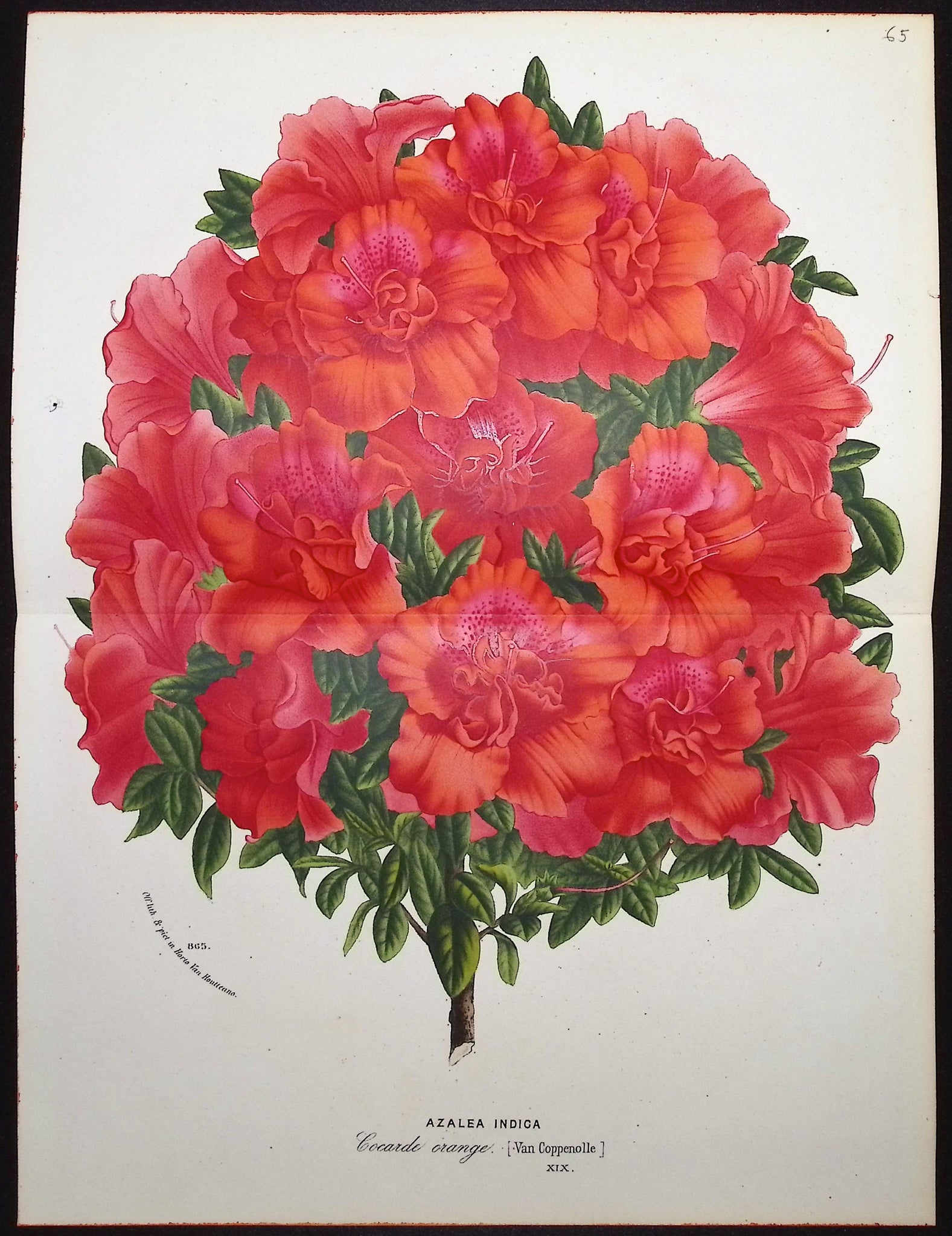 Azalea