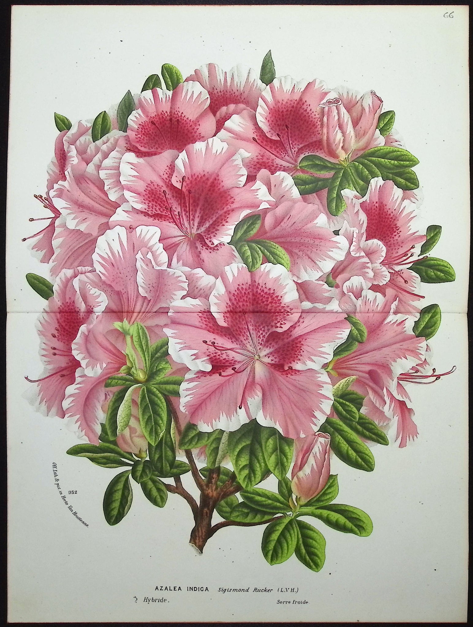 Azalea