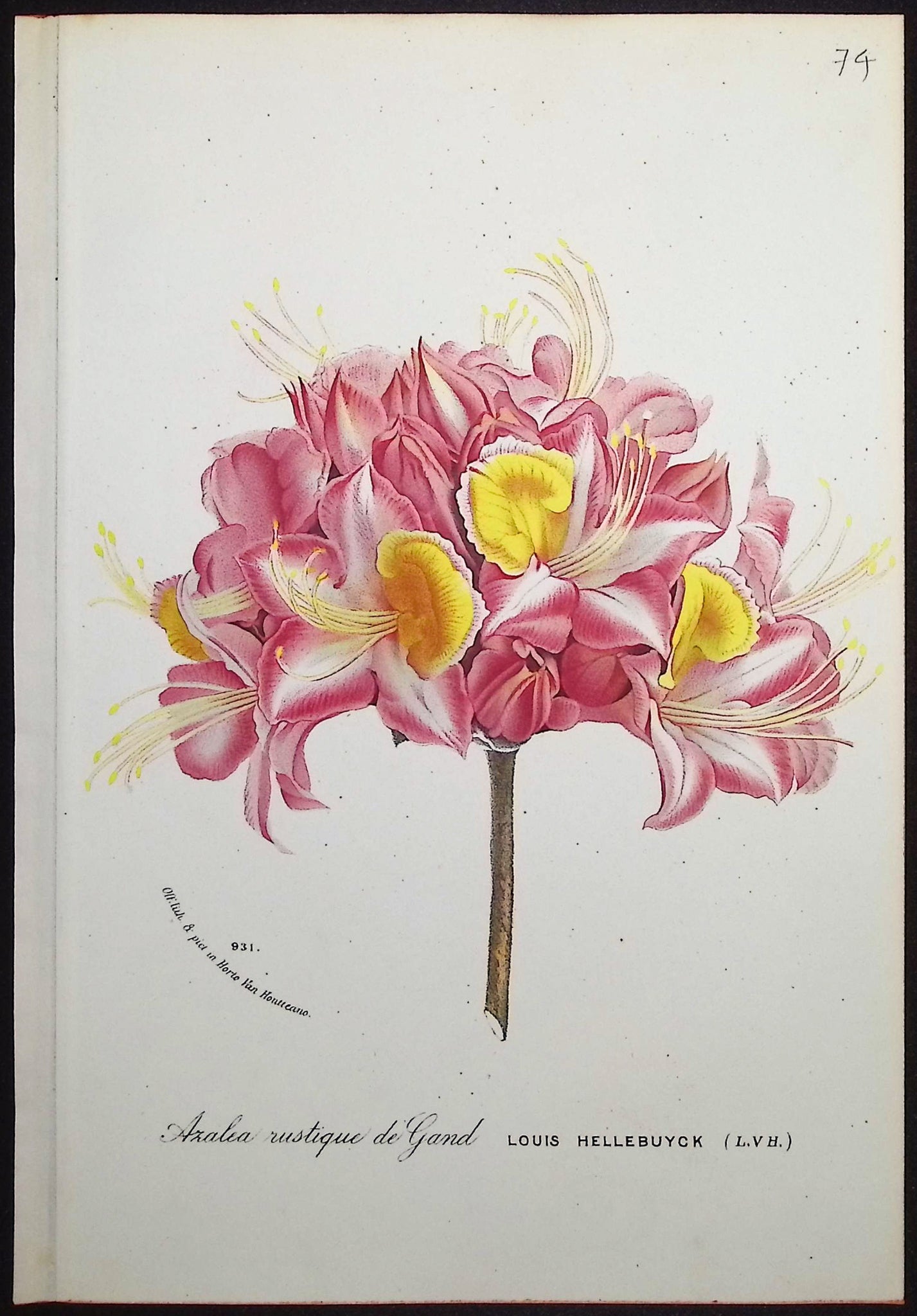 Azalea