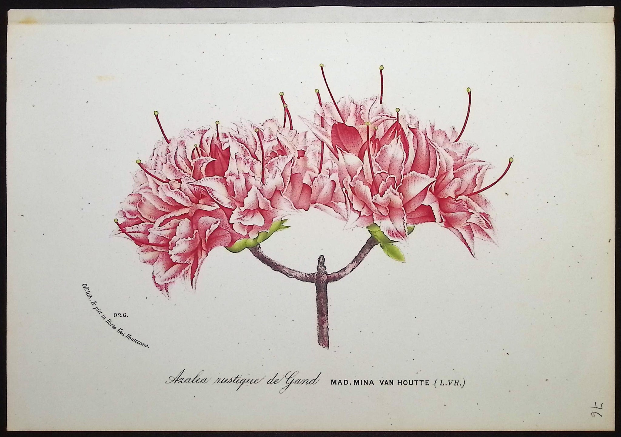 Azalea