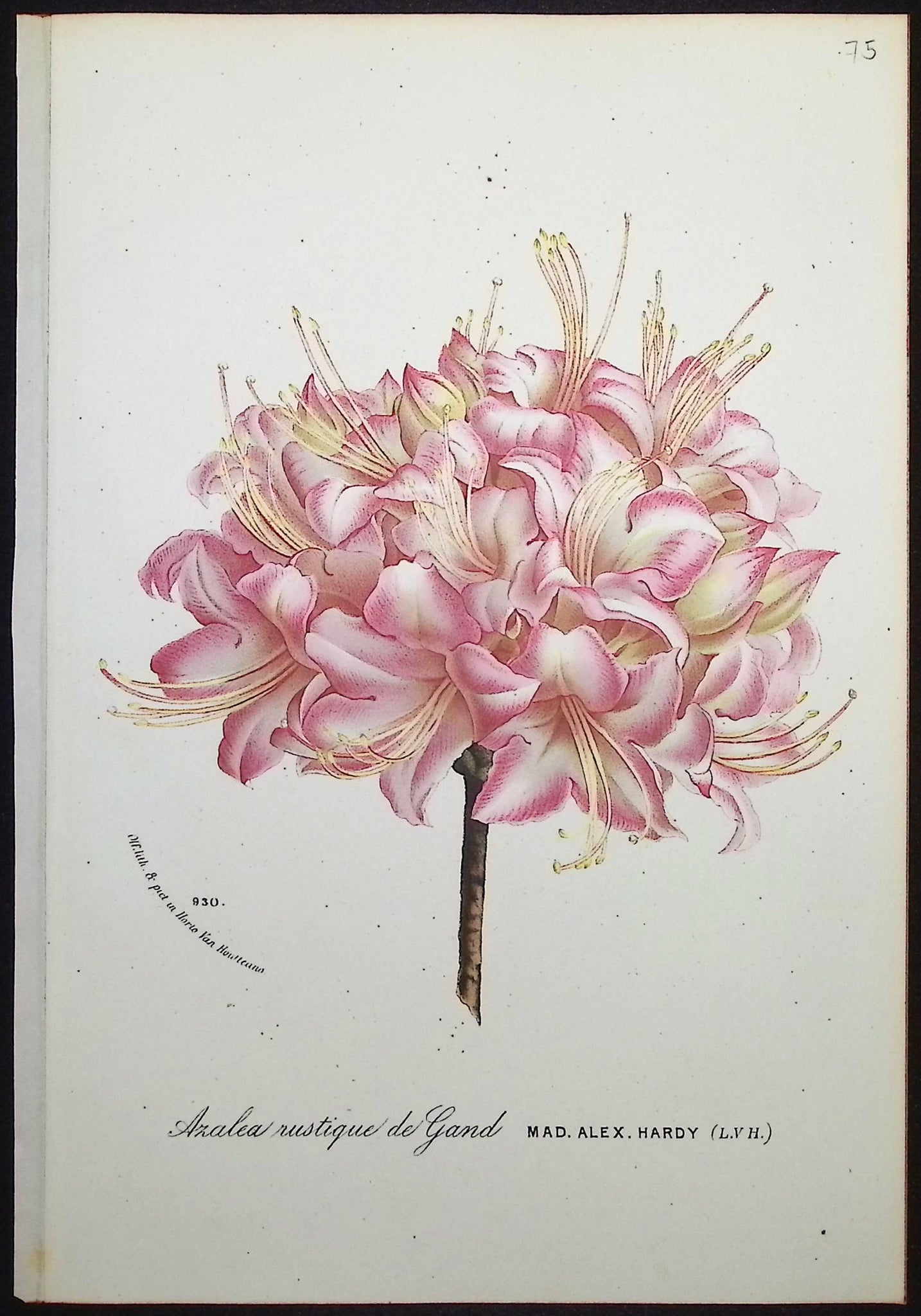 Azalea