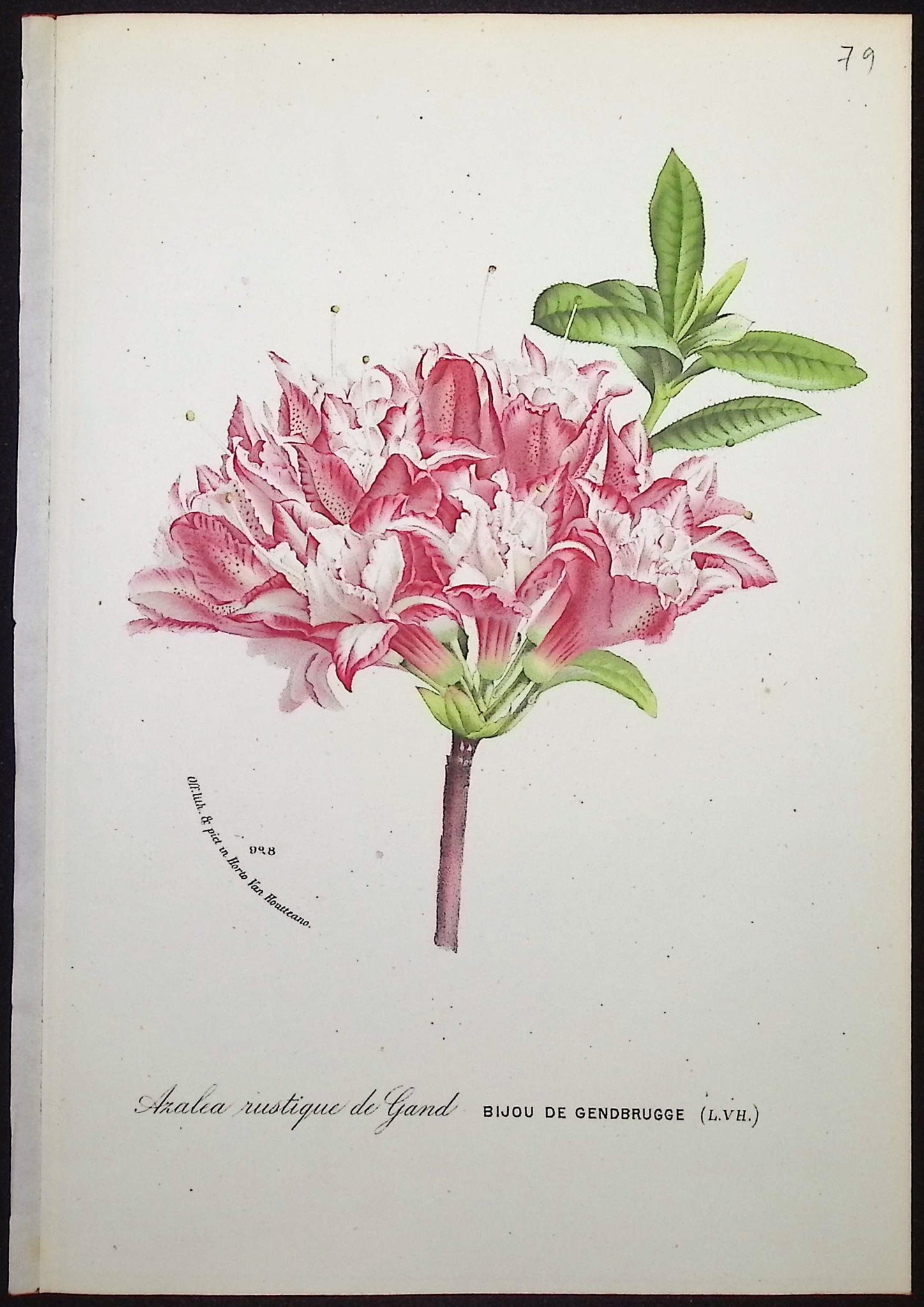 Azalea