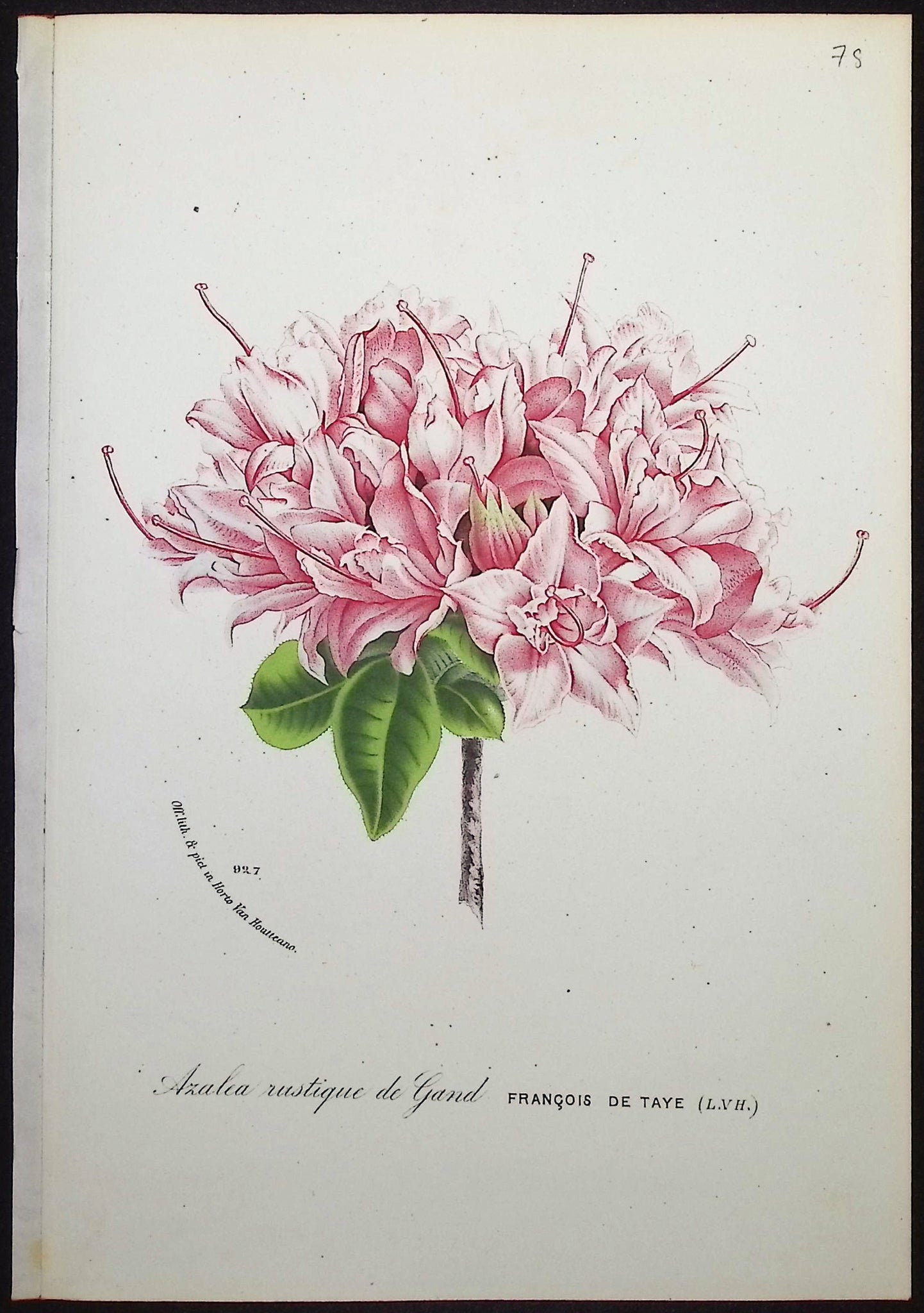 Azalea