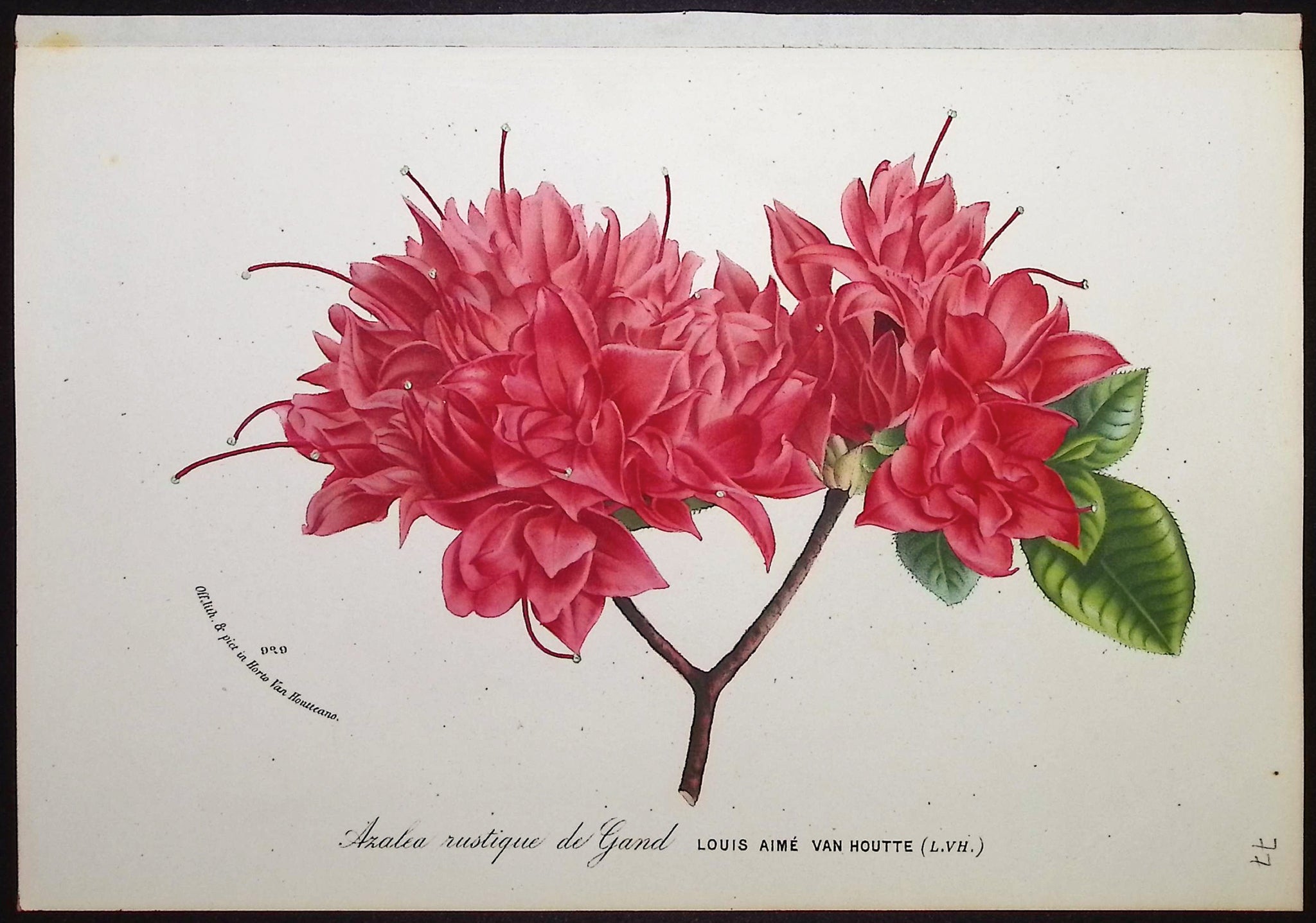 Azalea