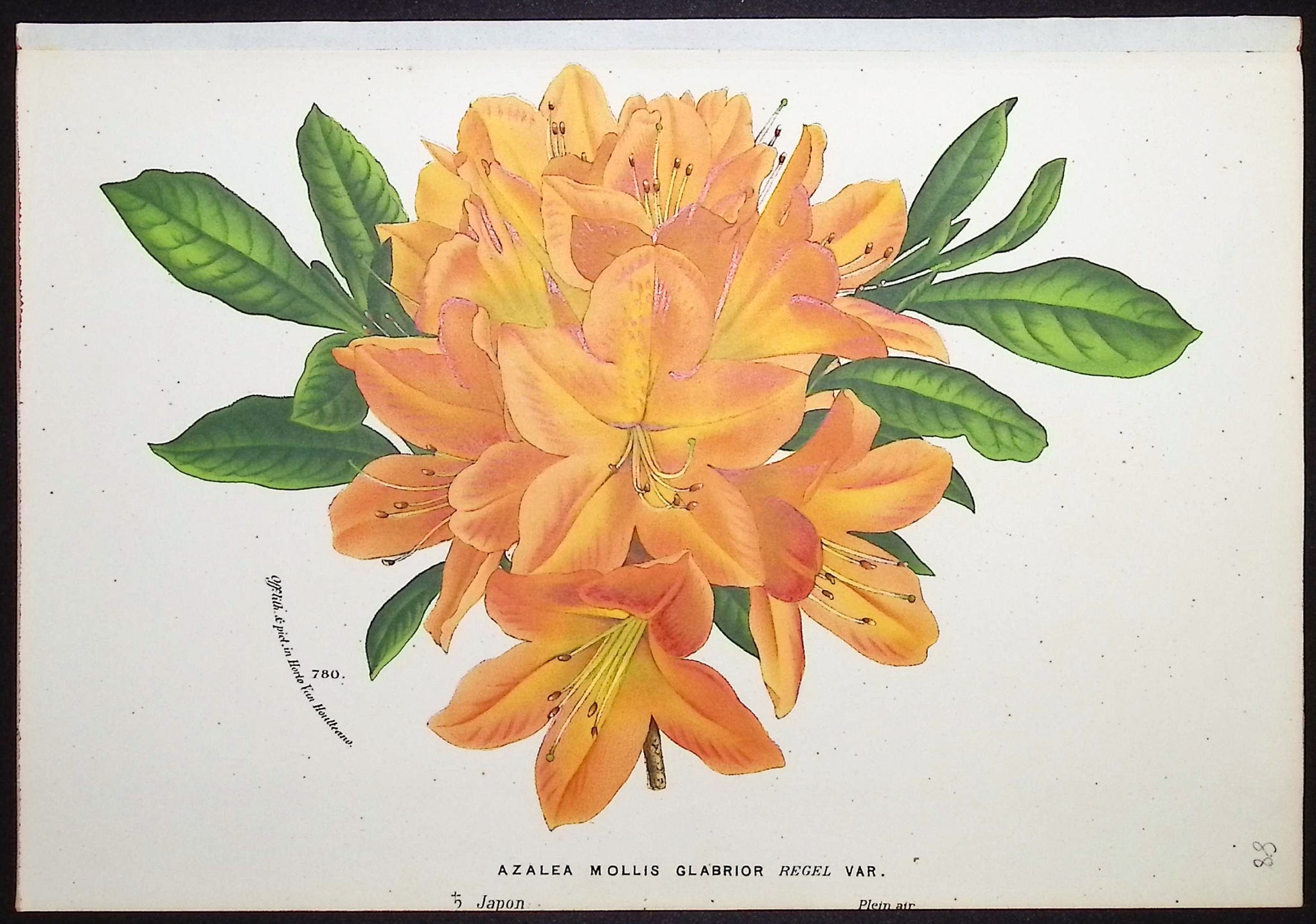 Azalea