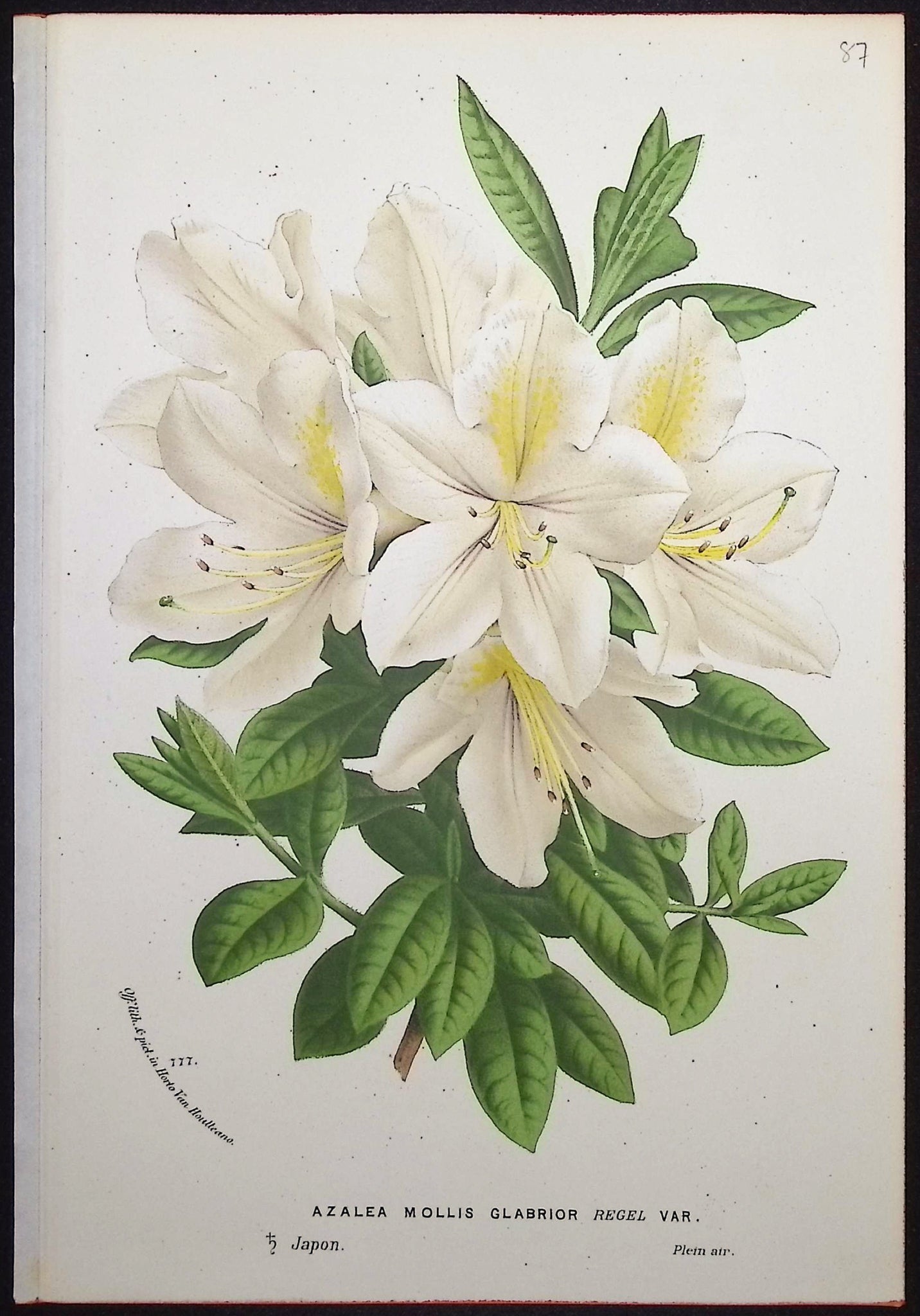 Azalea