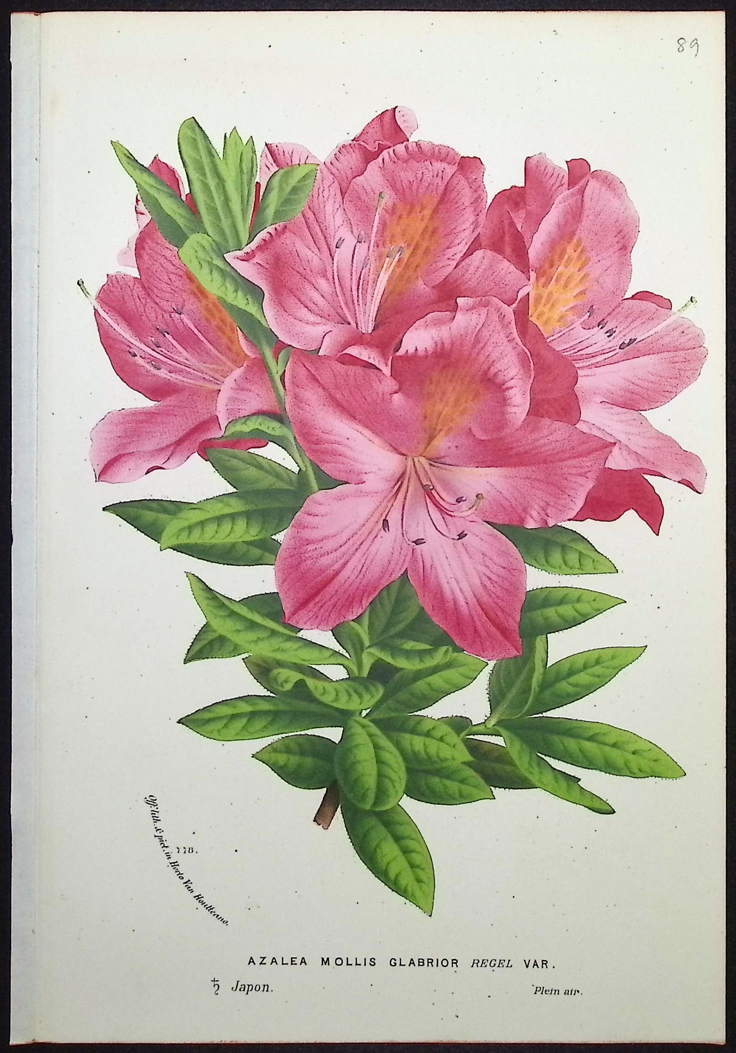 Azalea