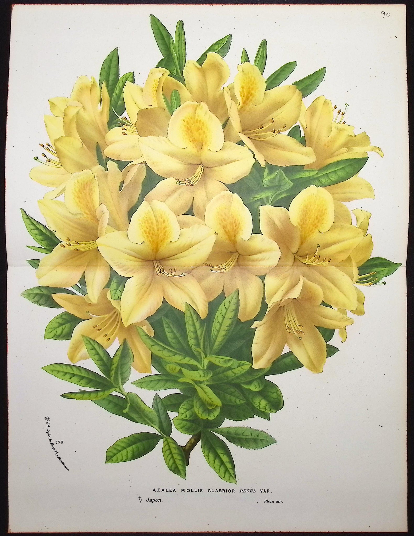 Azalea