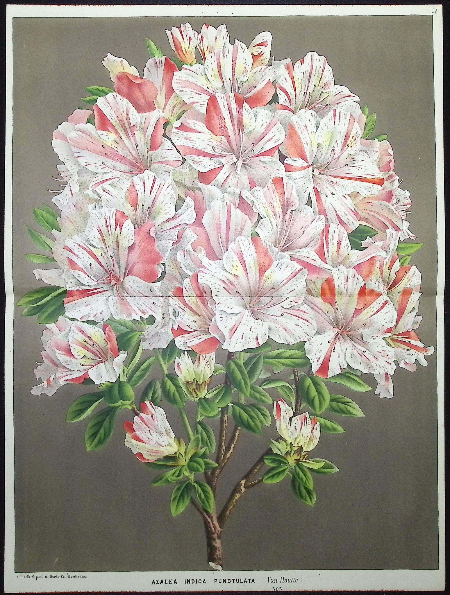 Azalea
