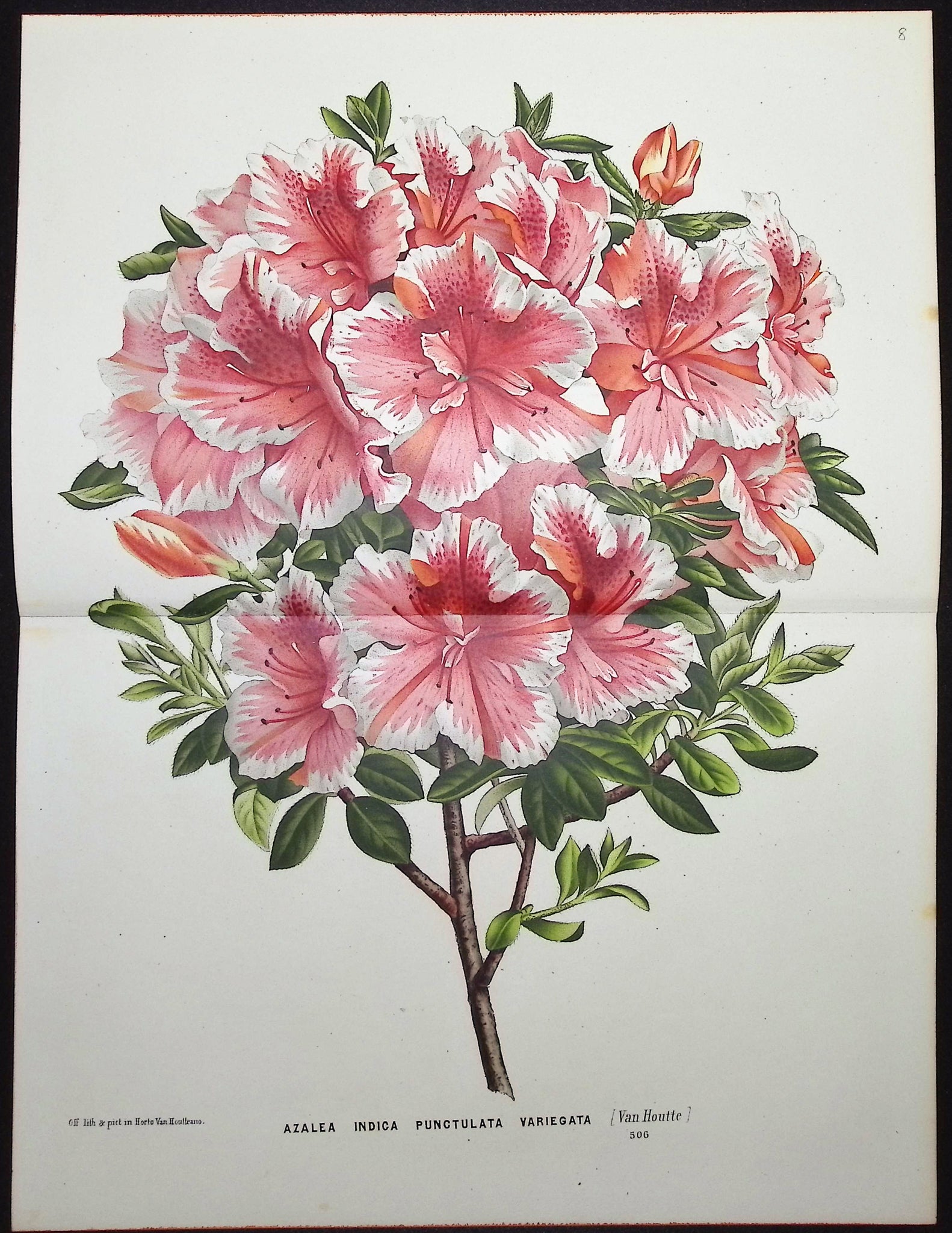 Azalea