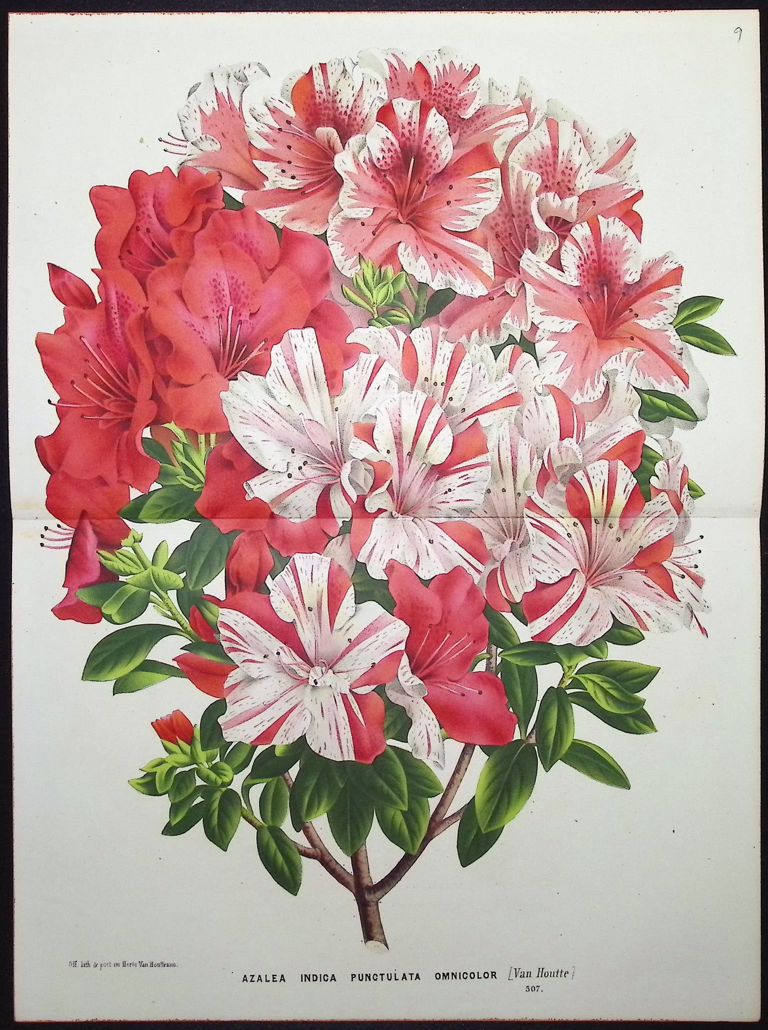 Azalea