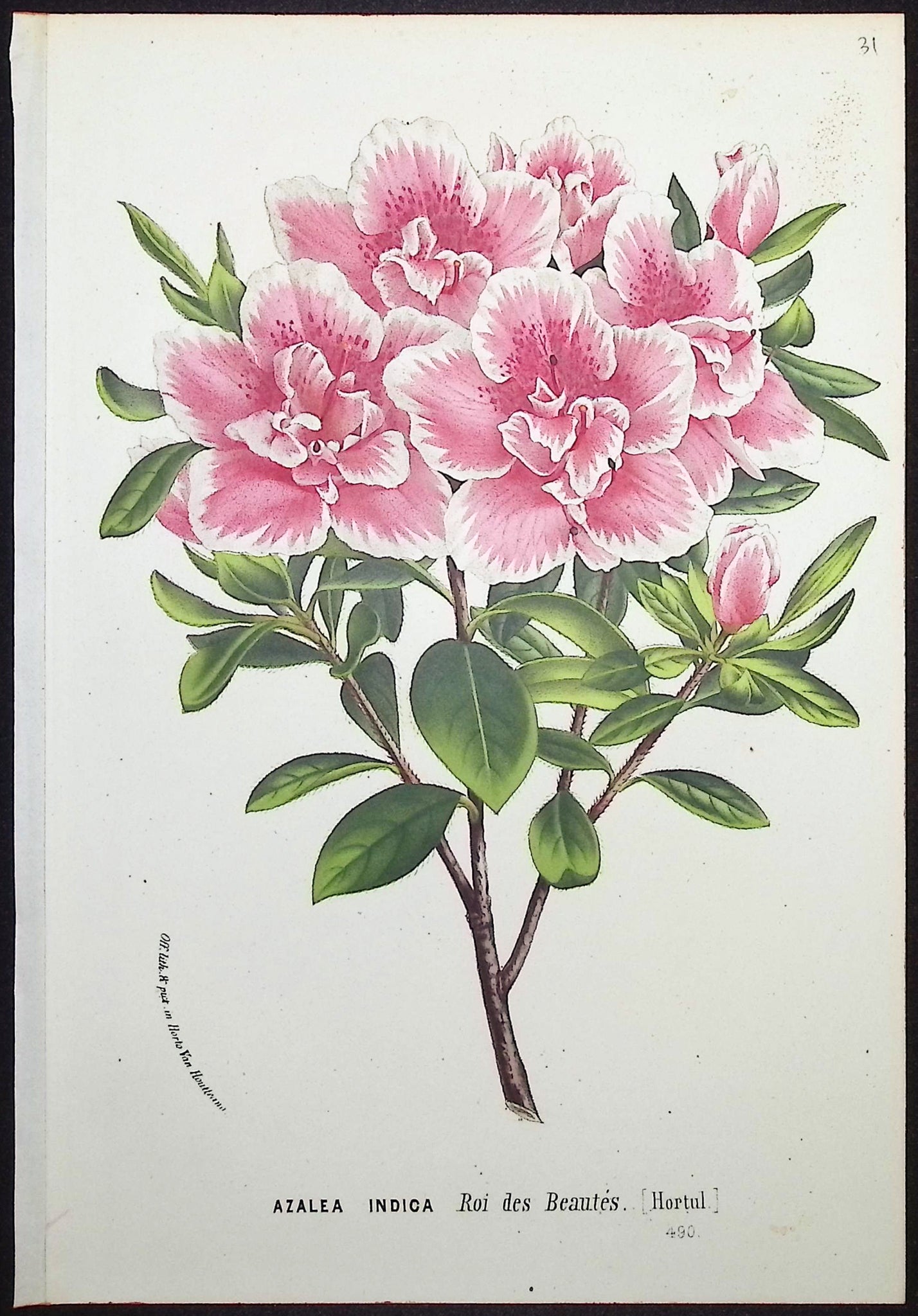 Azalea