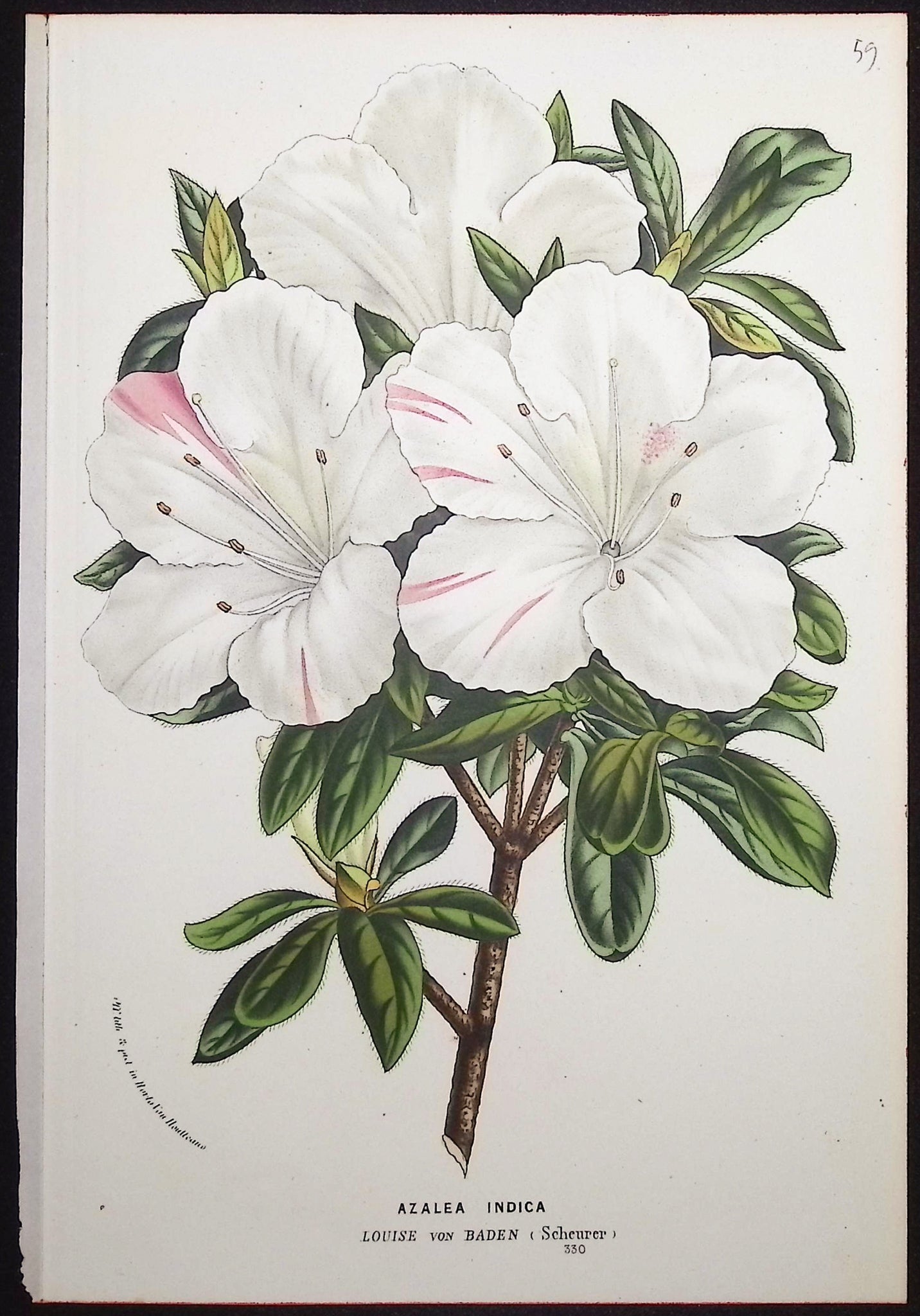 Azalea