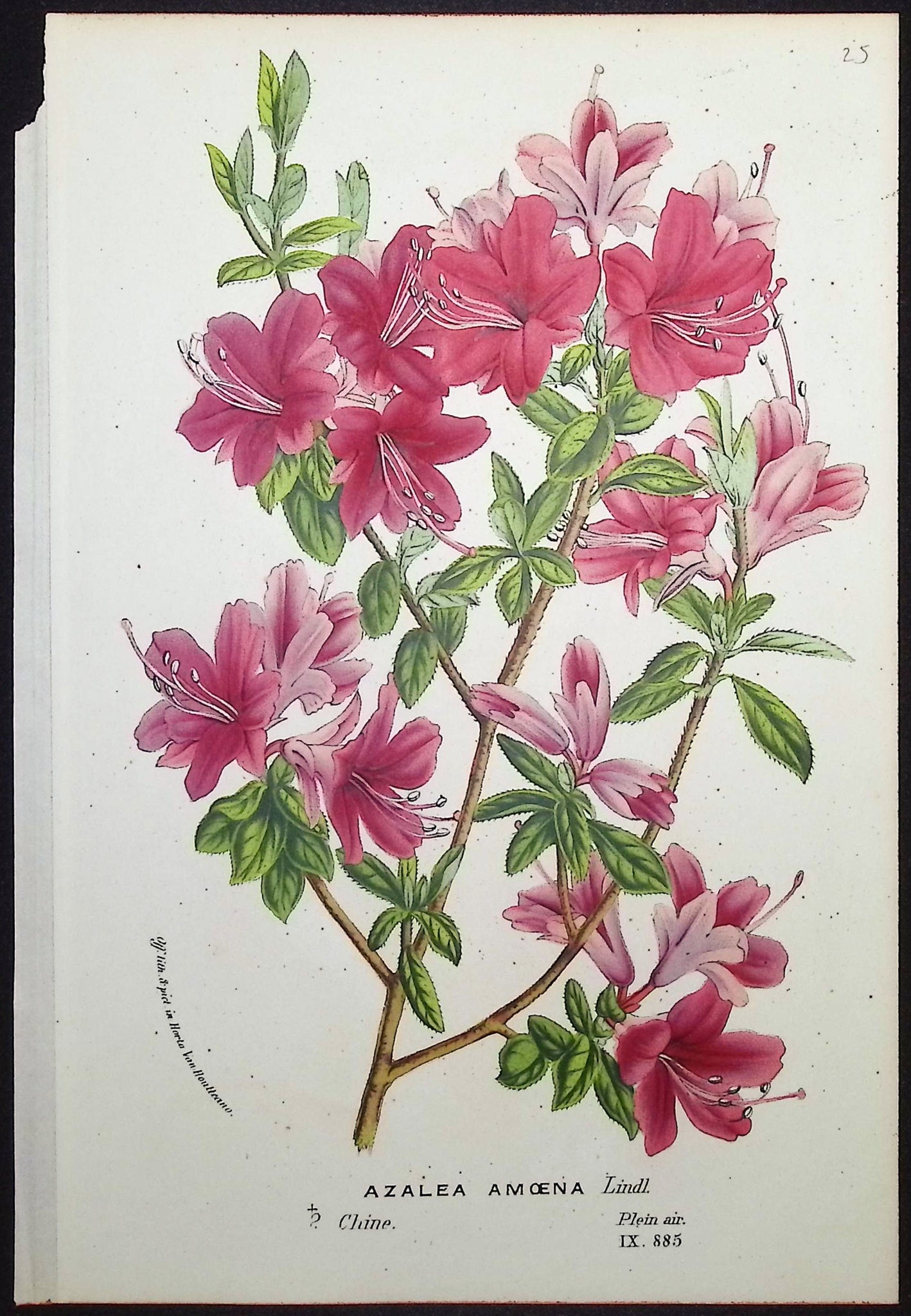 Azalea