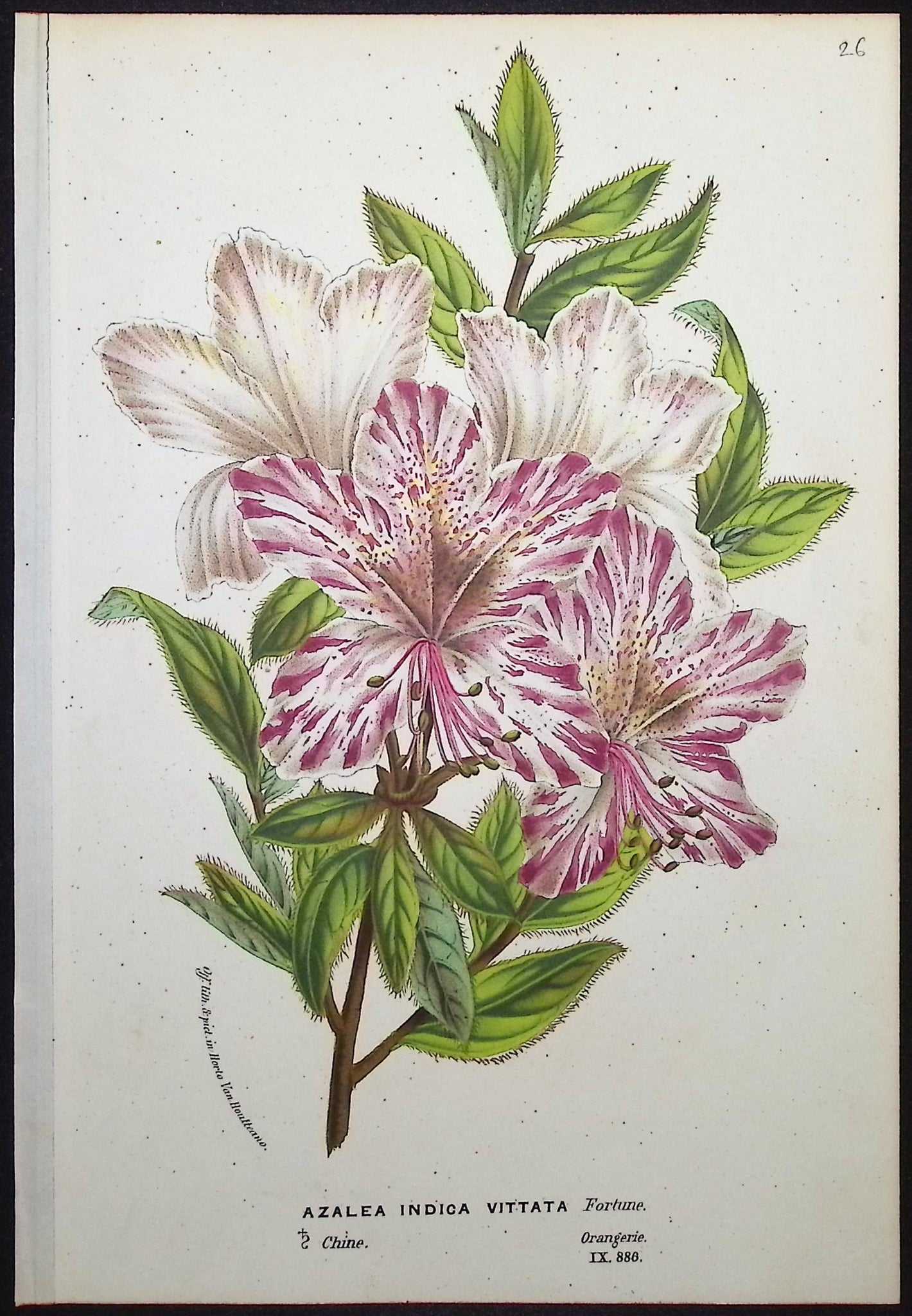 Azalea