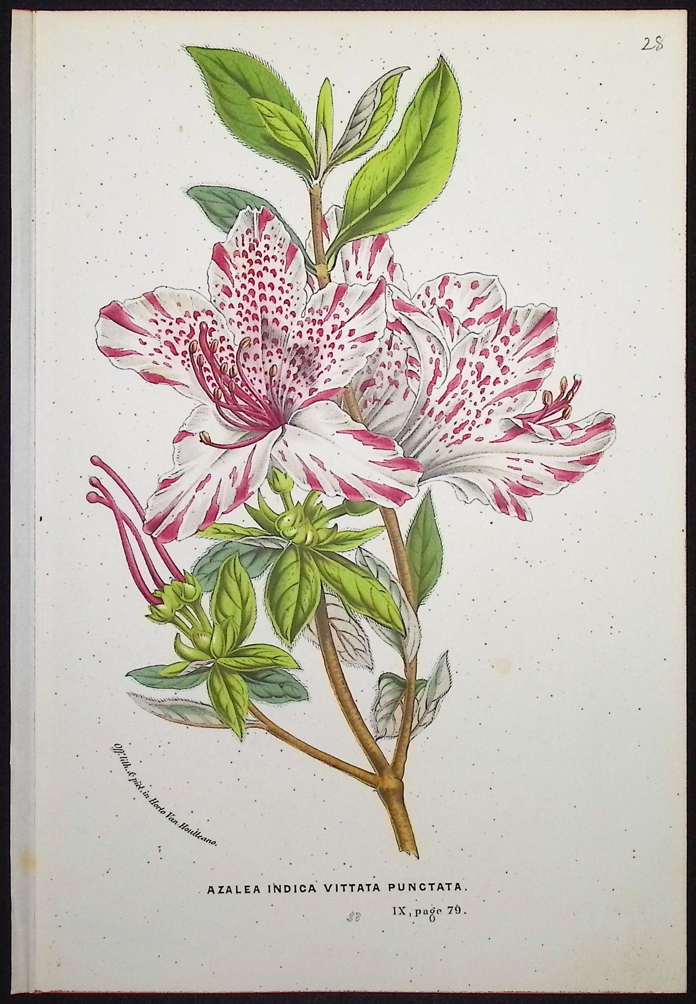Azalea