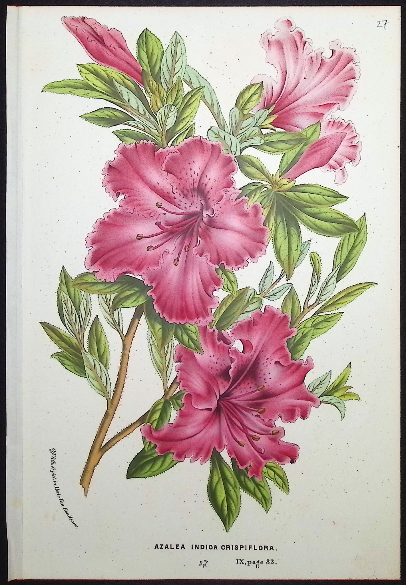 Azalea