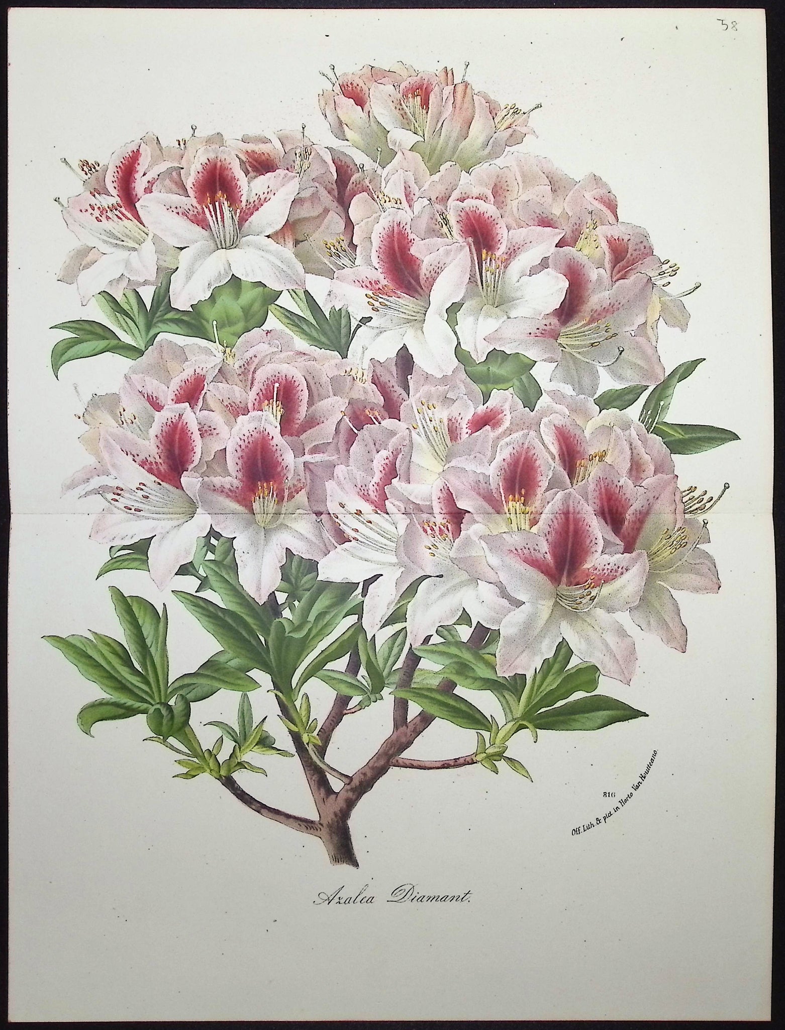 Azalea