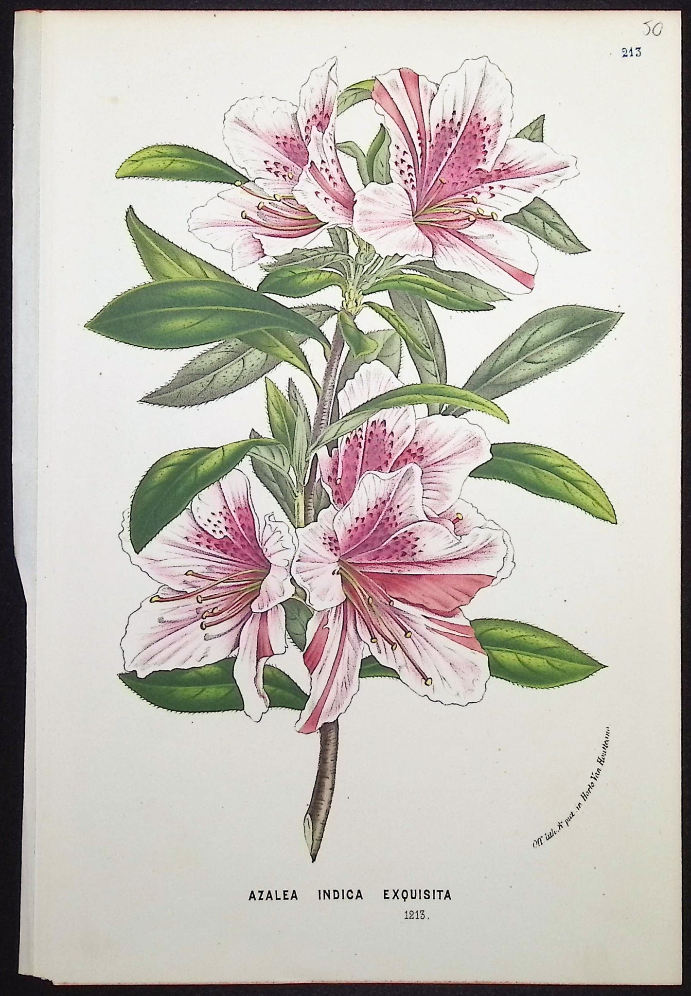 Azalea