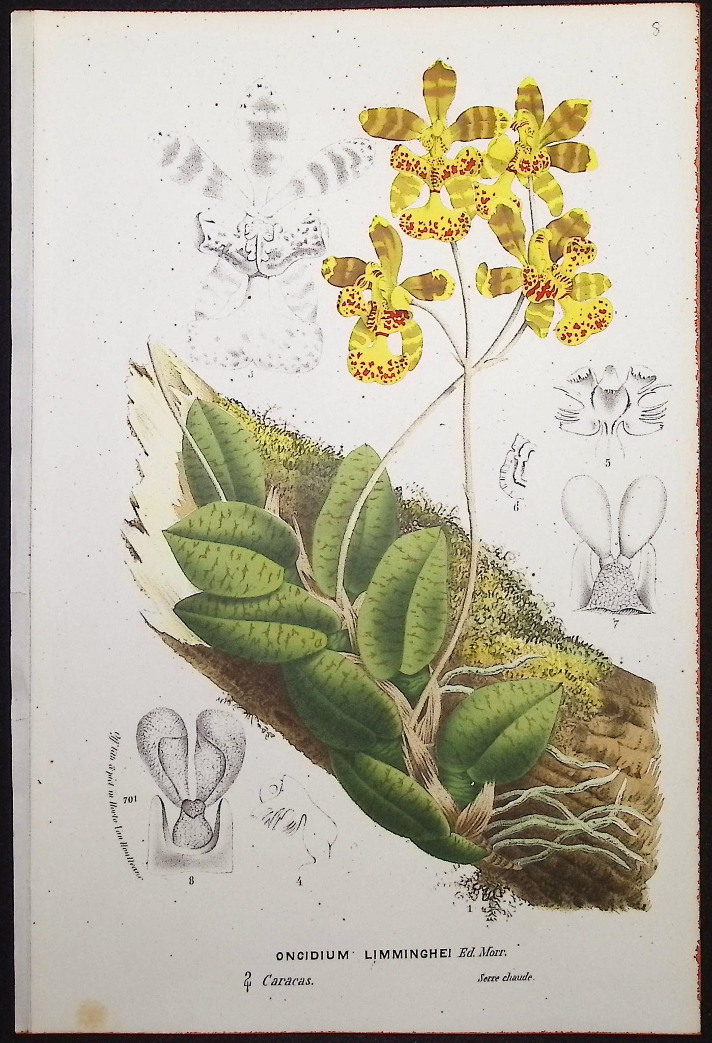 Orchid