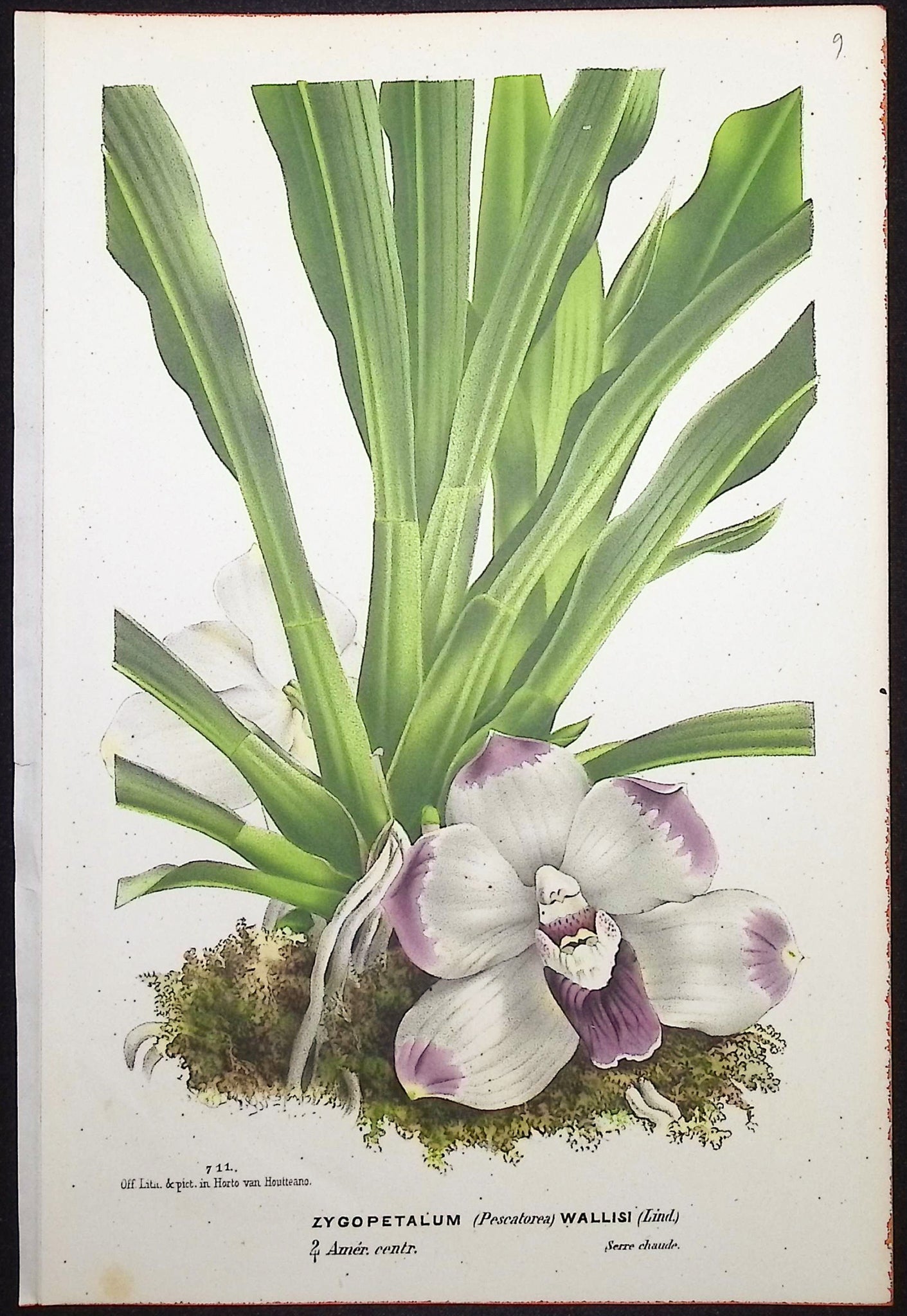 Orchid
