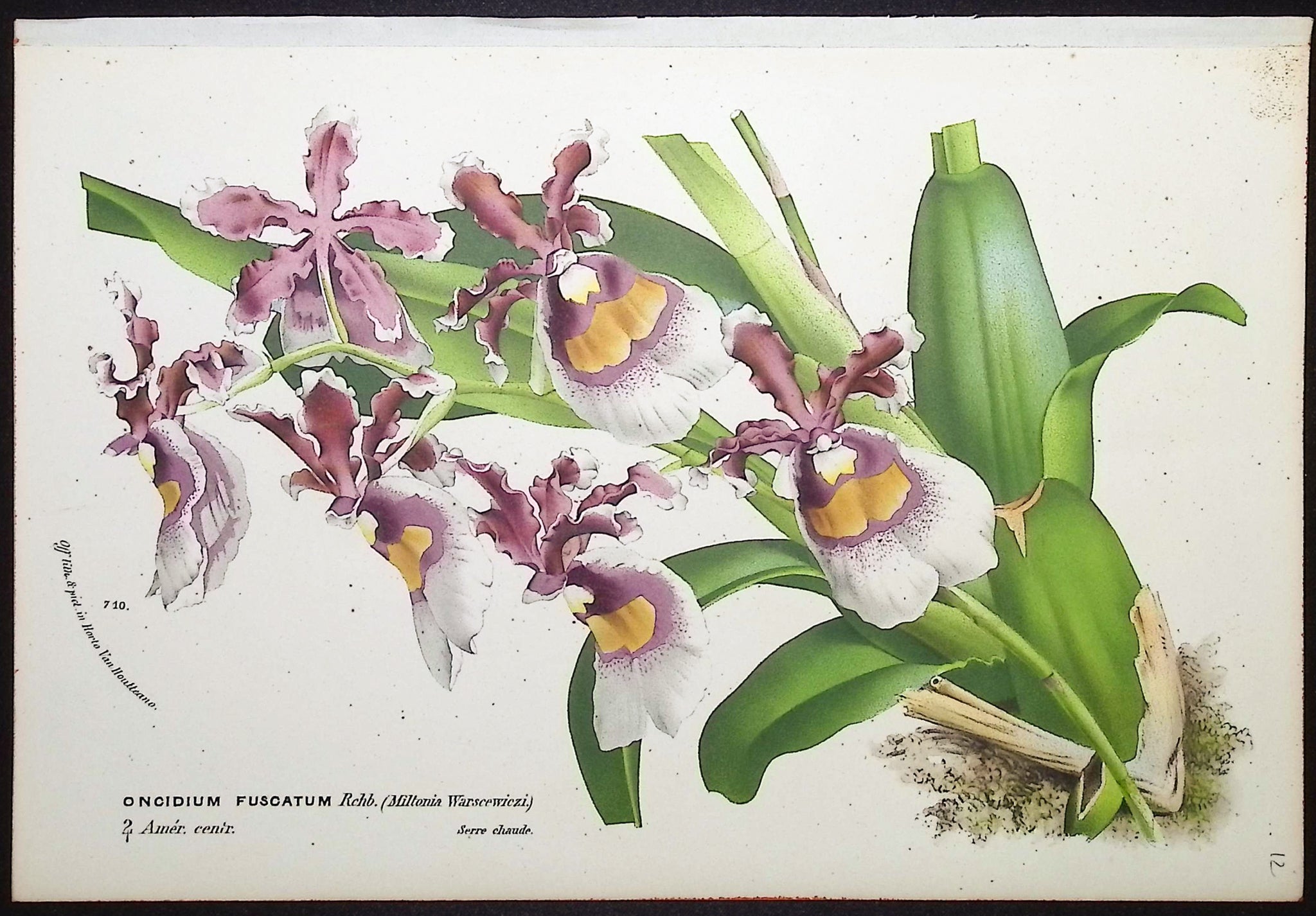 Orchid