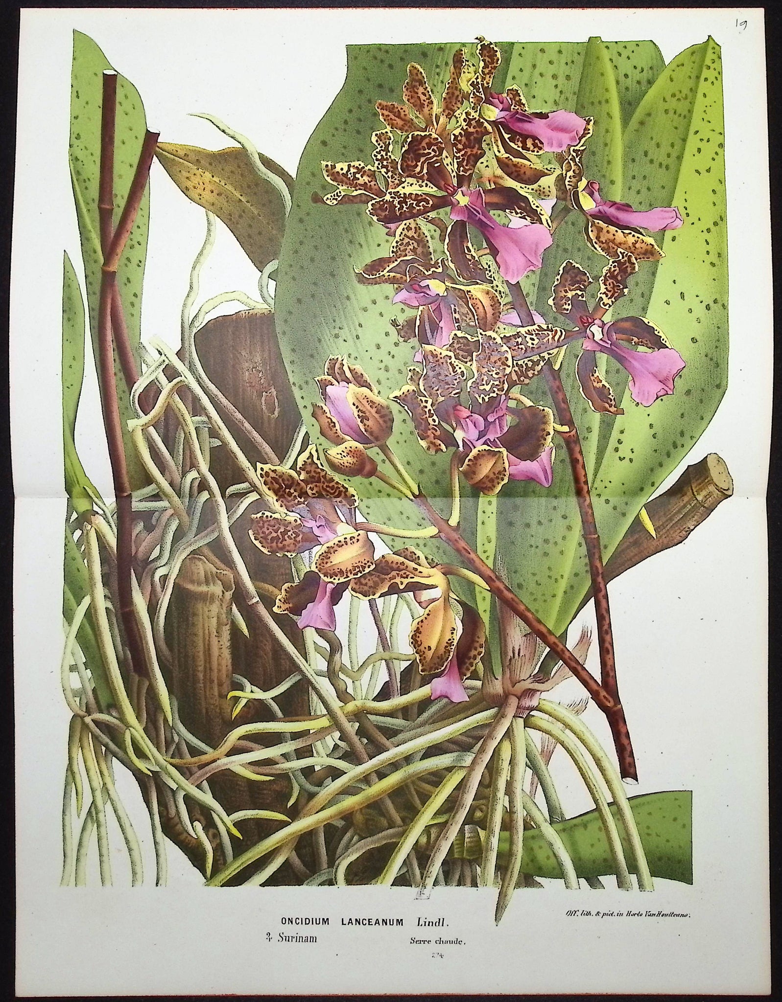 Orchid