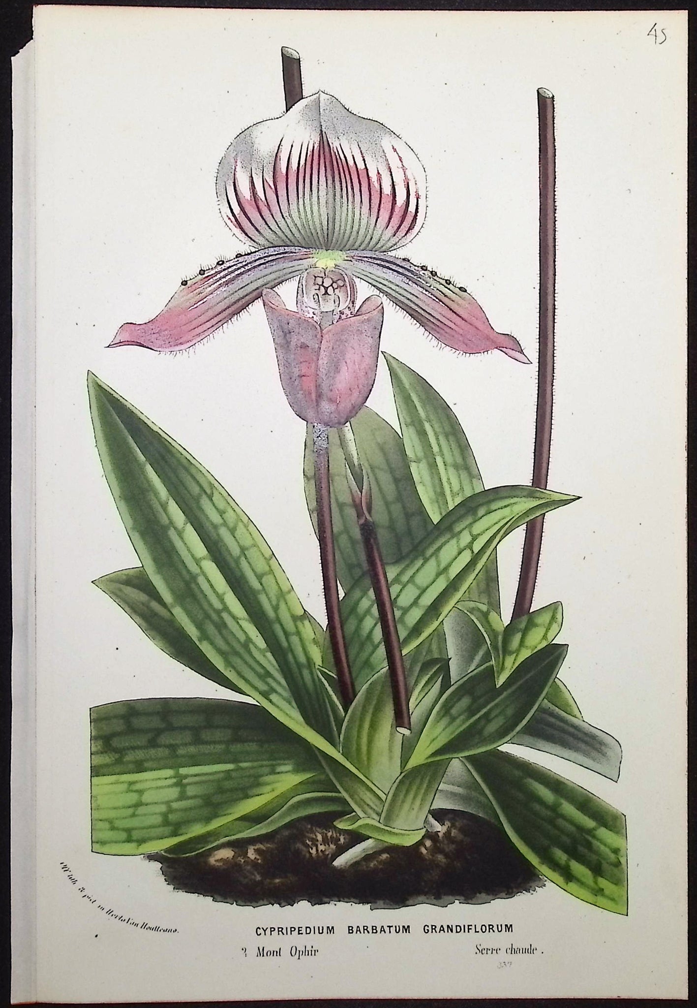 Lady's Slipper Orchid