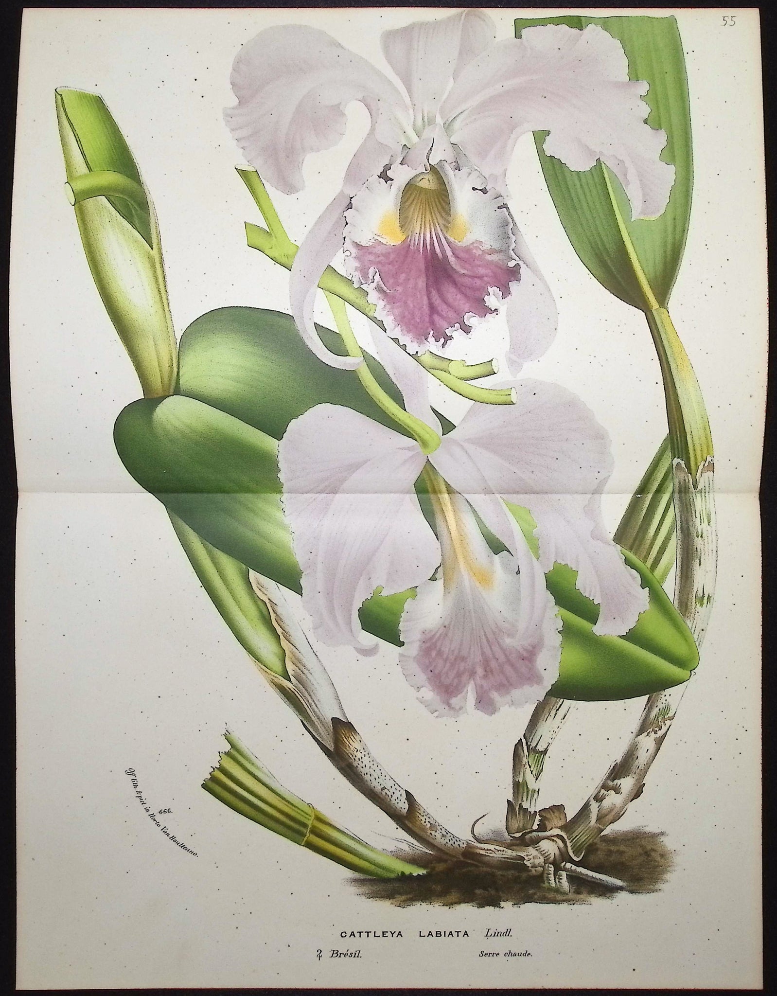 Orchid