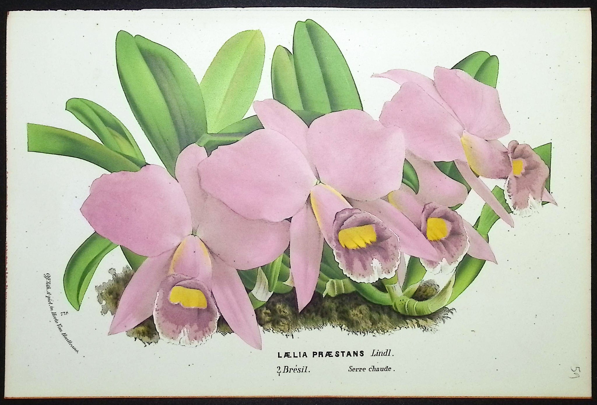 Orchid
