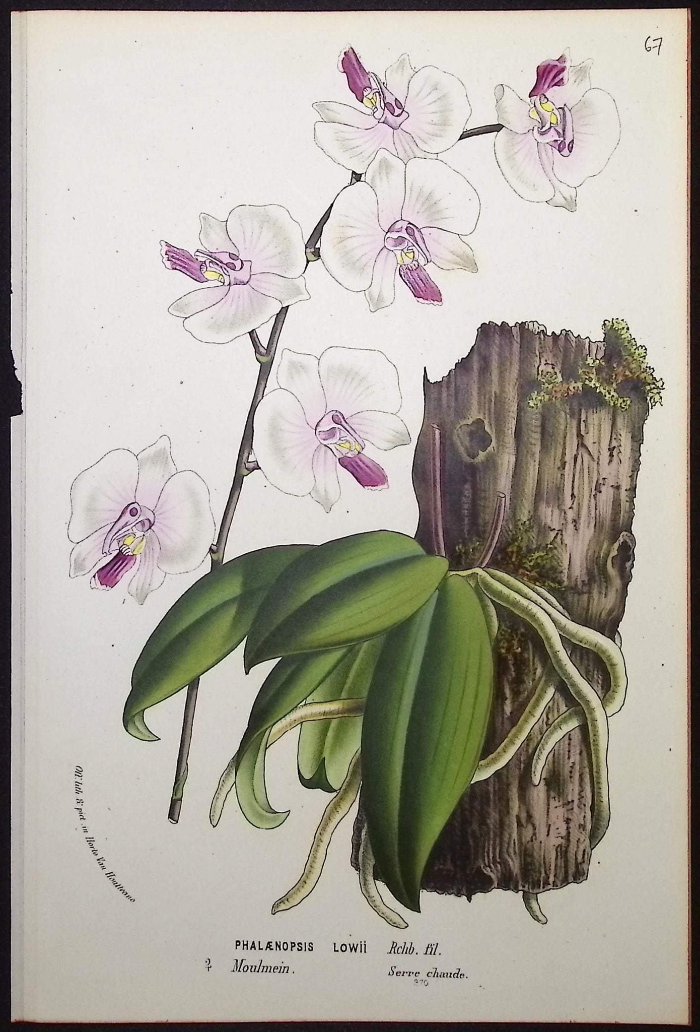 Orchid
