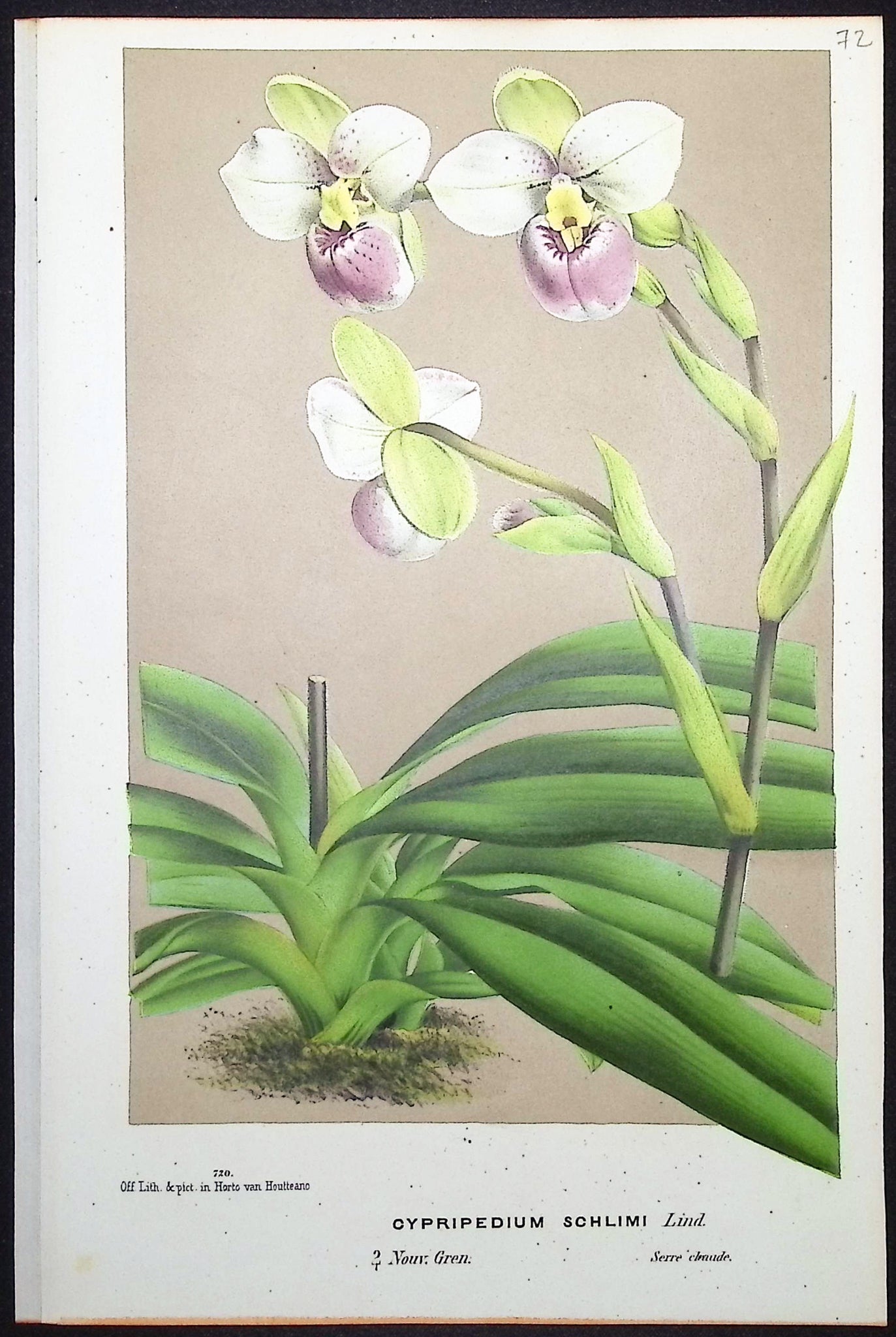 Orchid