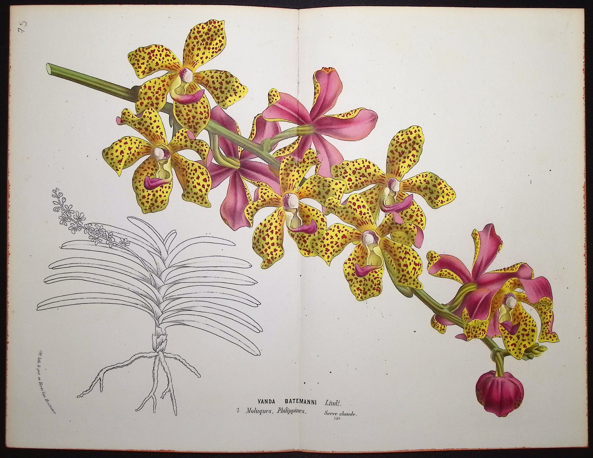 Orchid