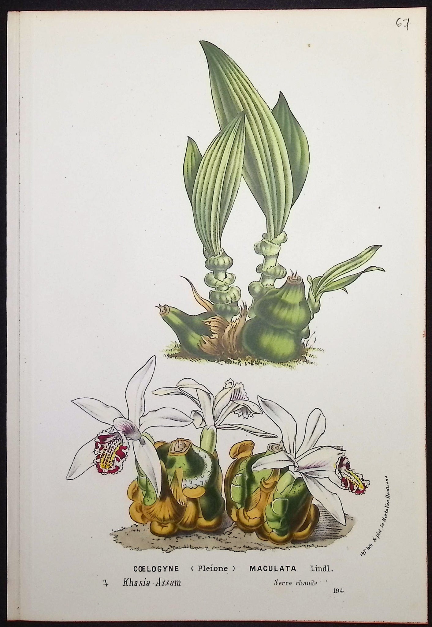 Orchid