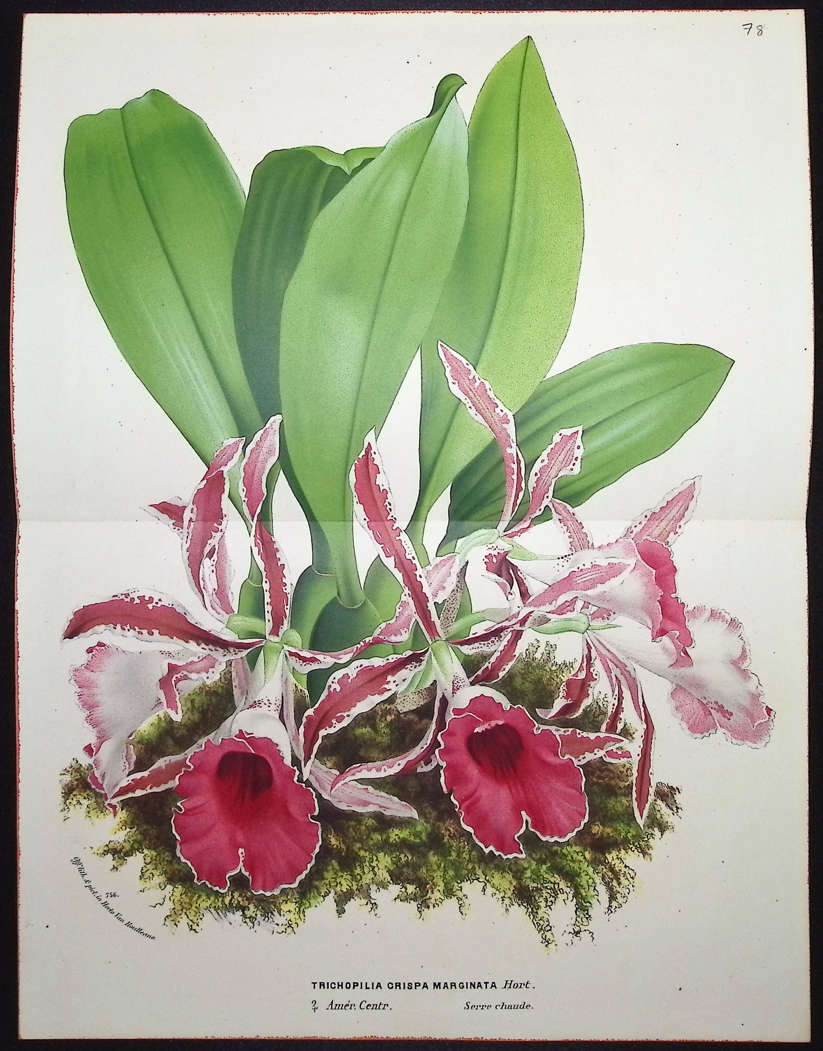 Orchid