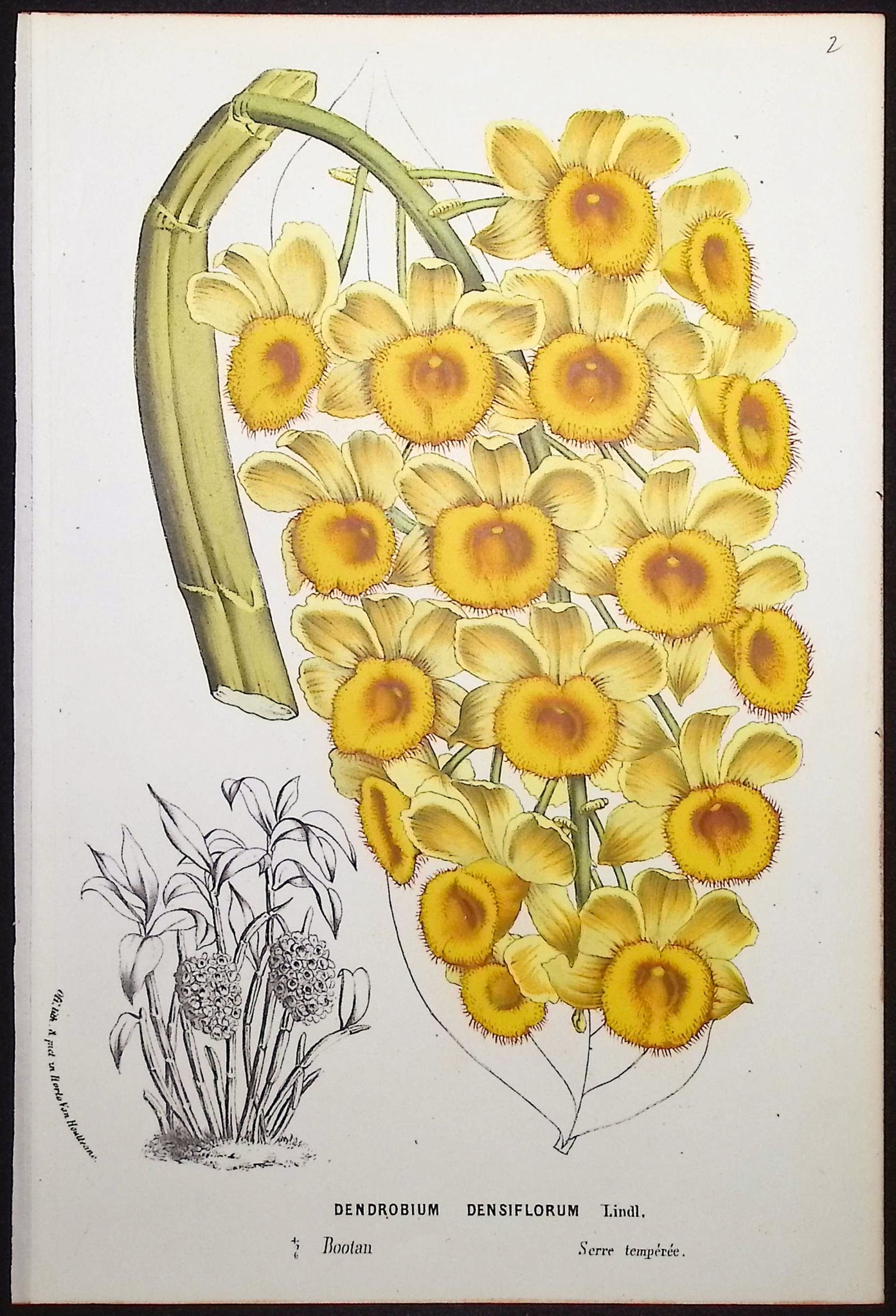 Orchid