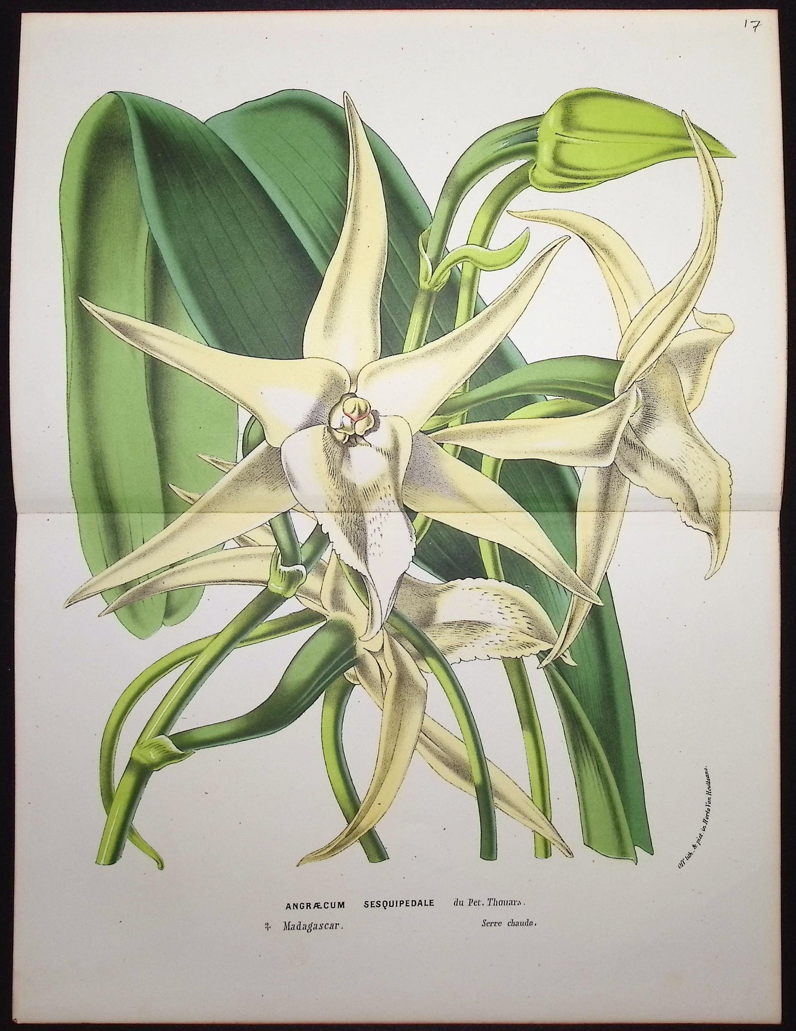 Orchid