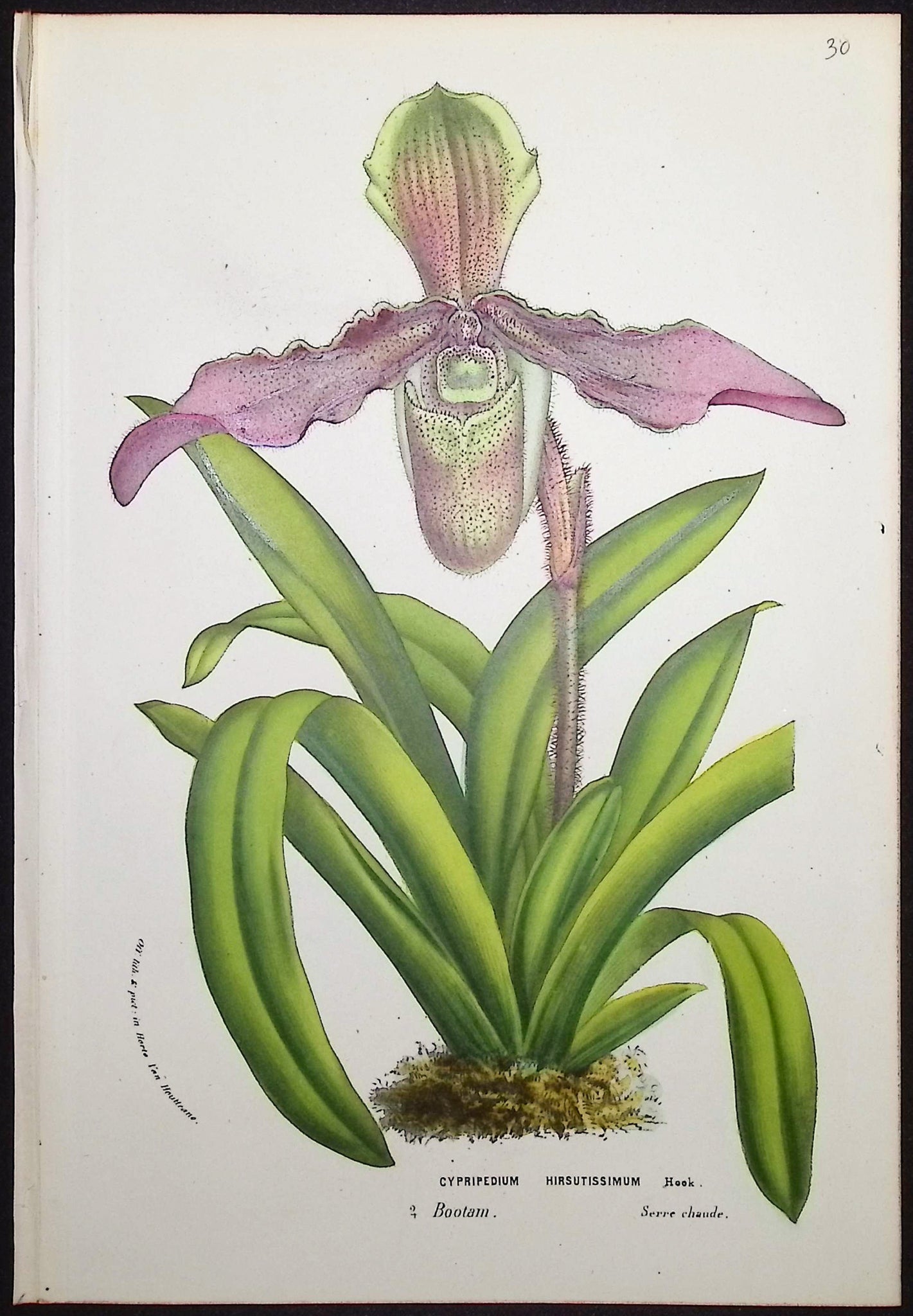 Lady's Slipper Orchid