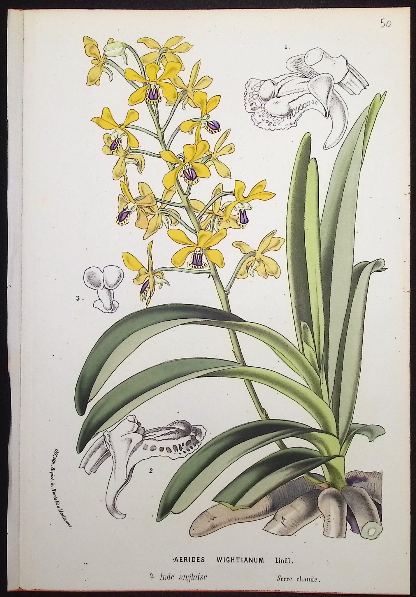 Orchid