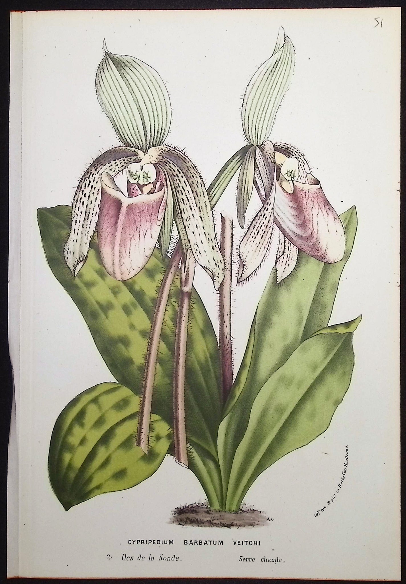 Lady's Slipper Orchid