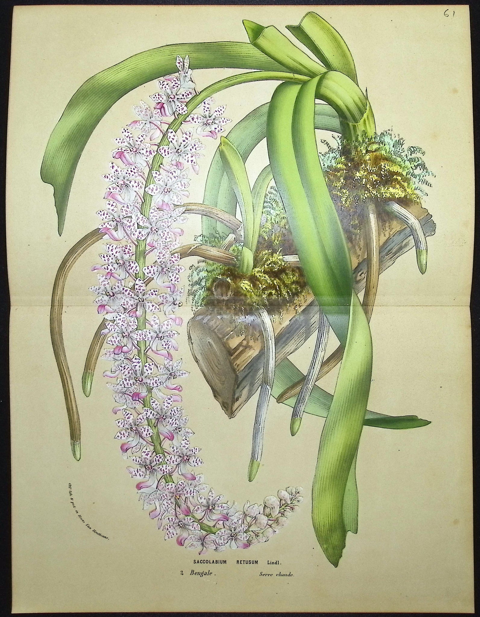 Orchid