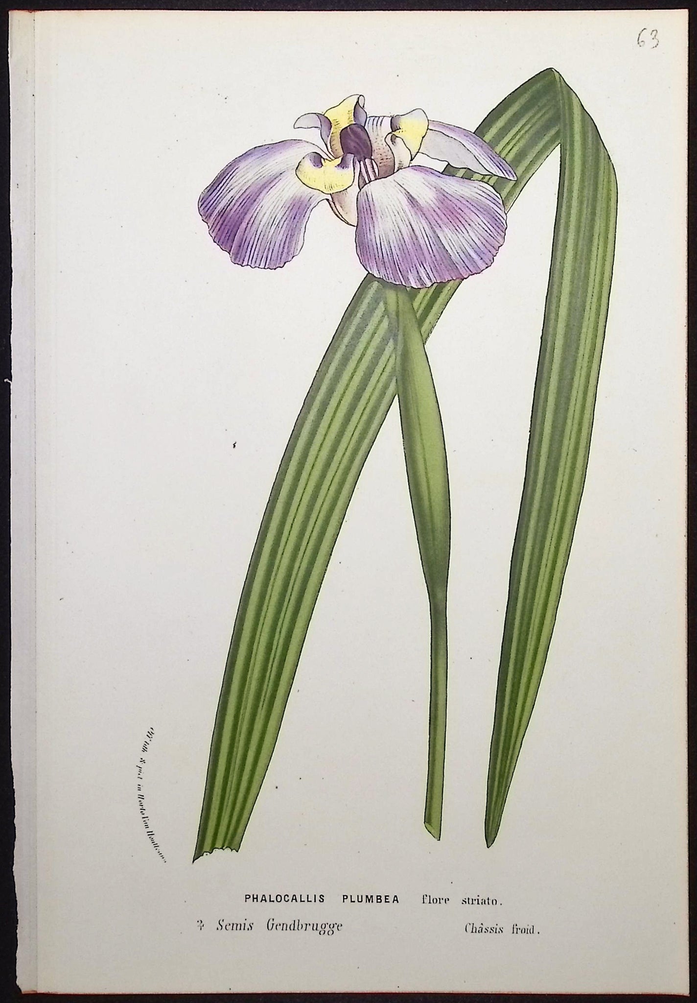 Iris (Phalocallis Plumbea)