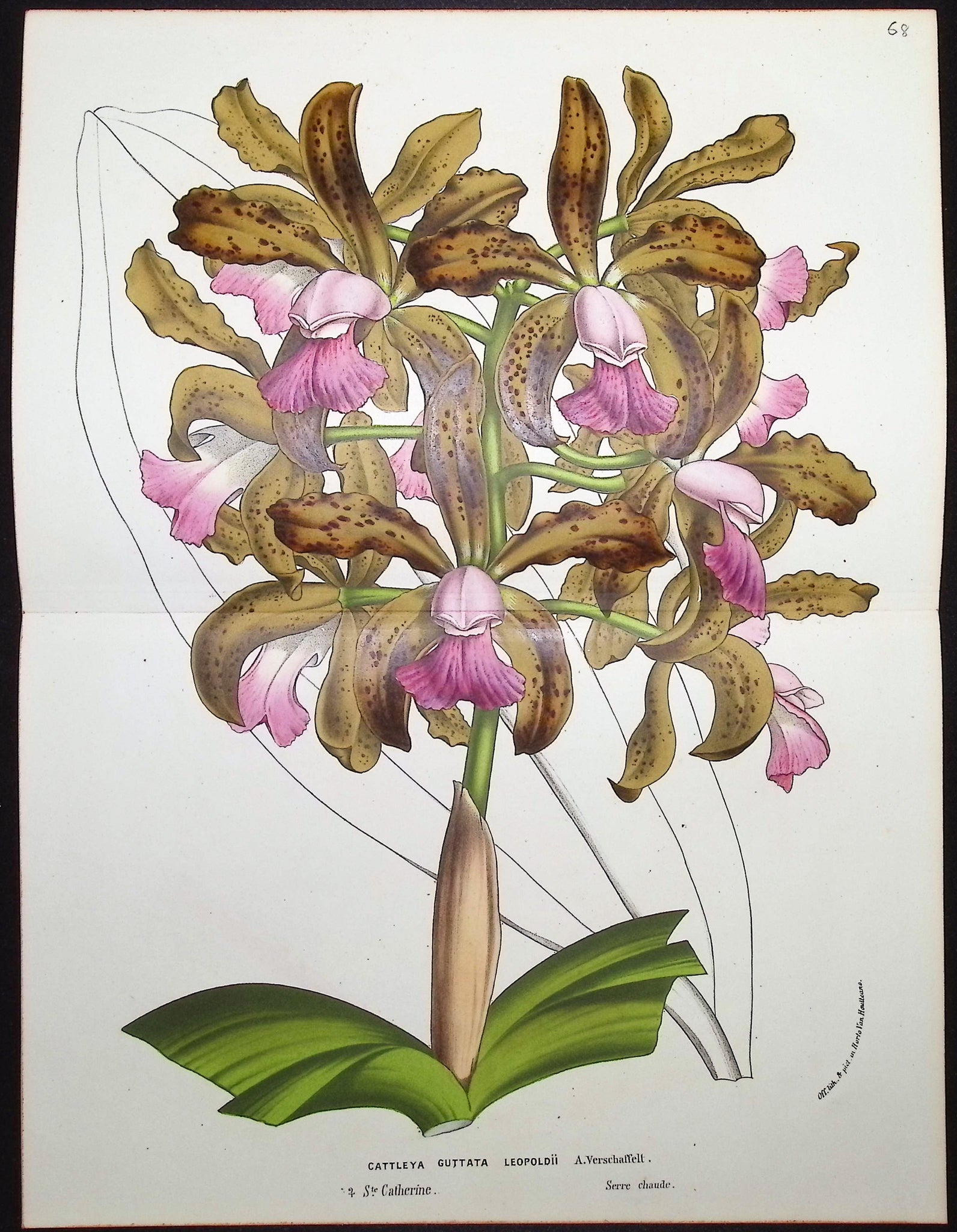 Orchid