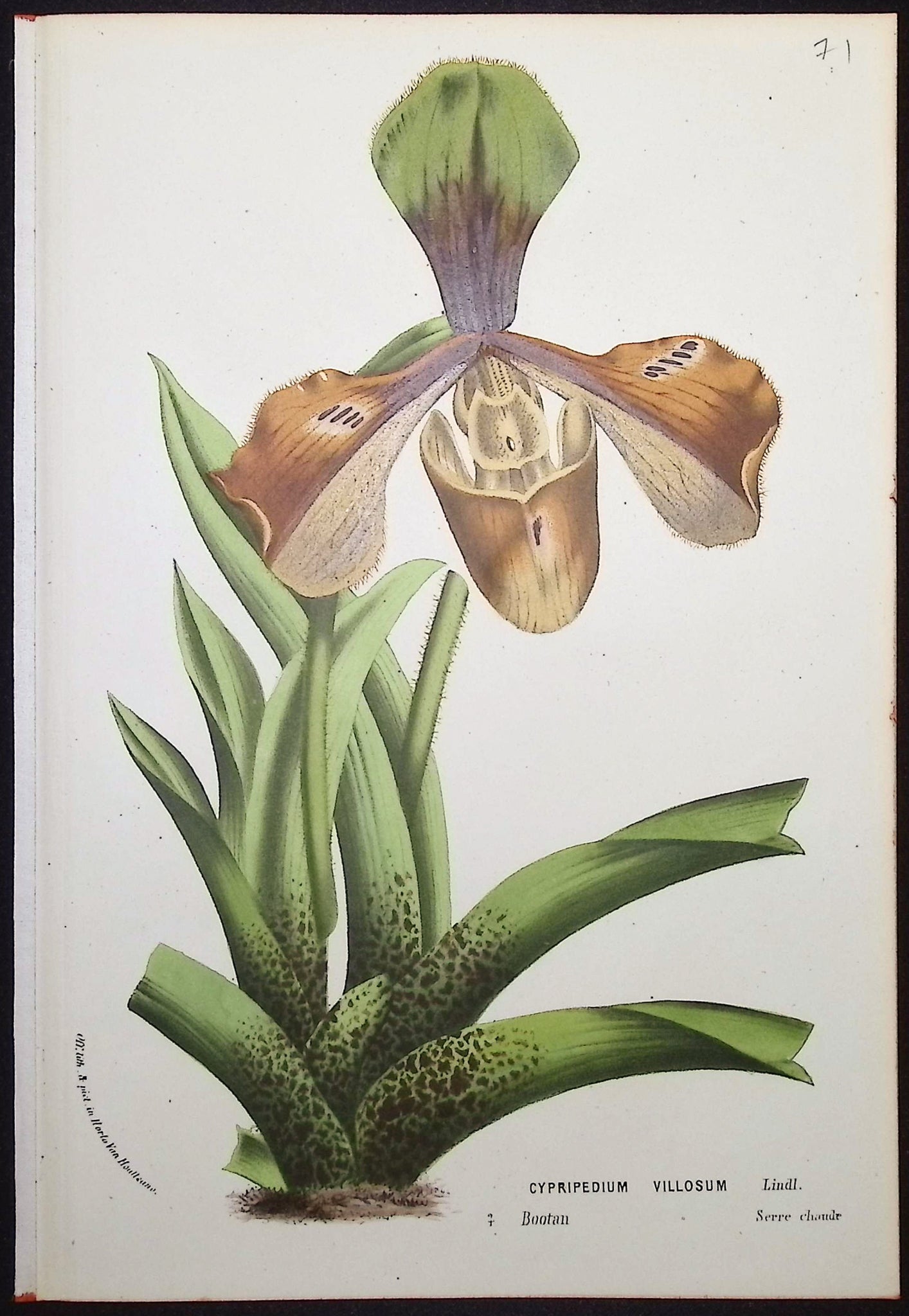 Lady's Slipper Orchid