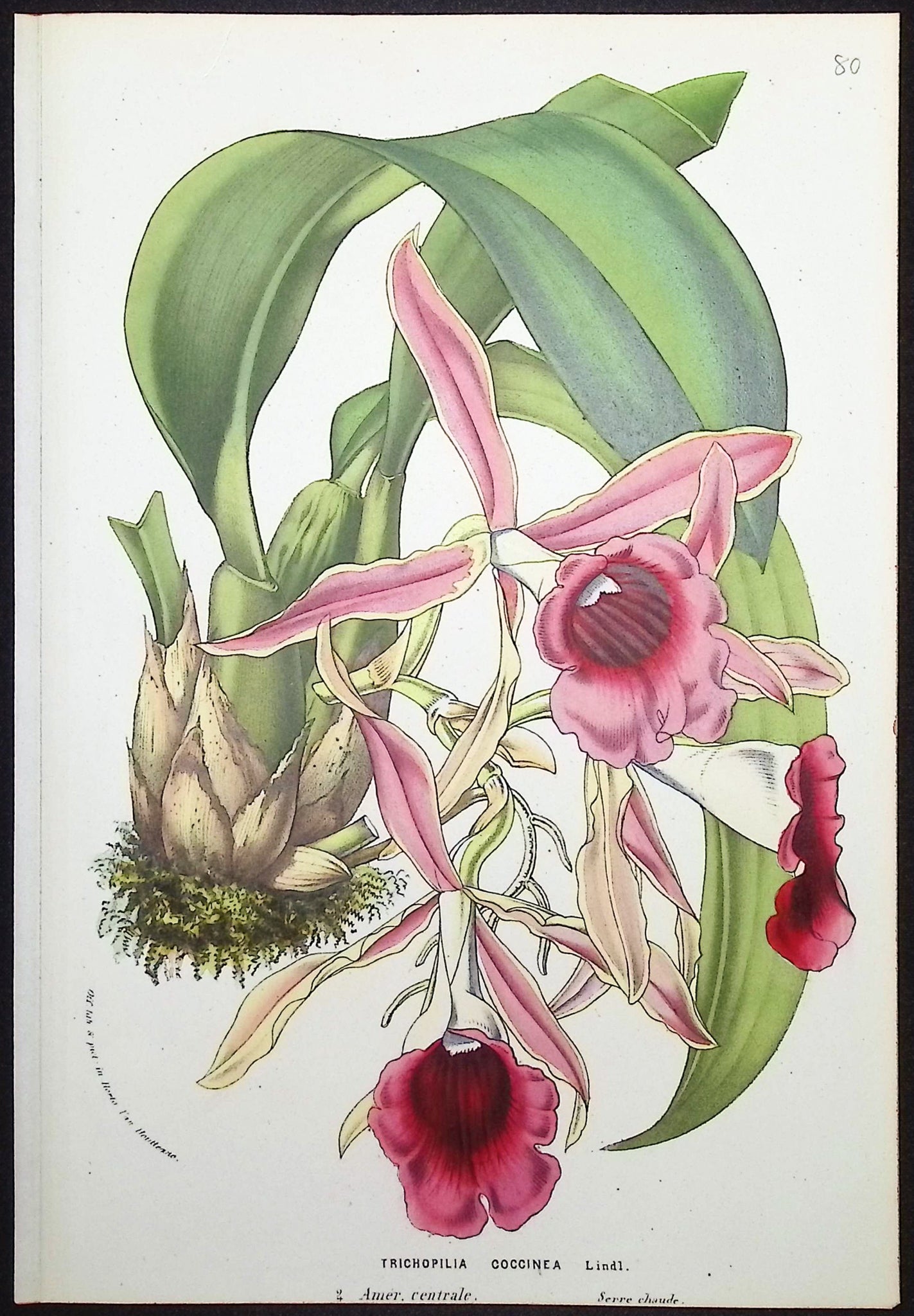 Orchid
